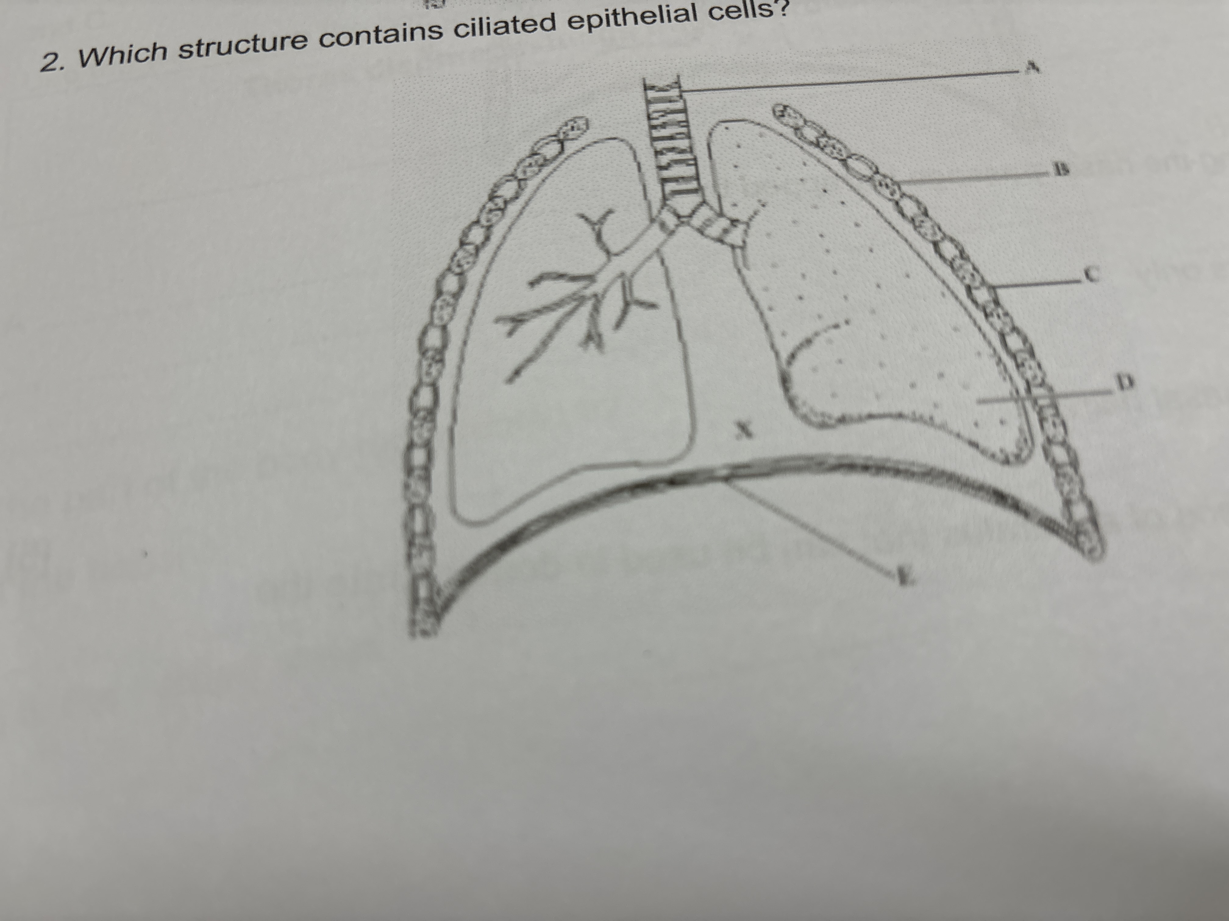 2. Which structure contains ciliated epithelial cells?