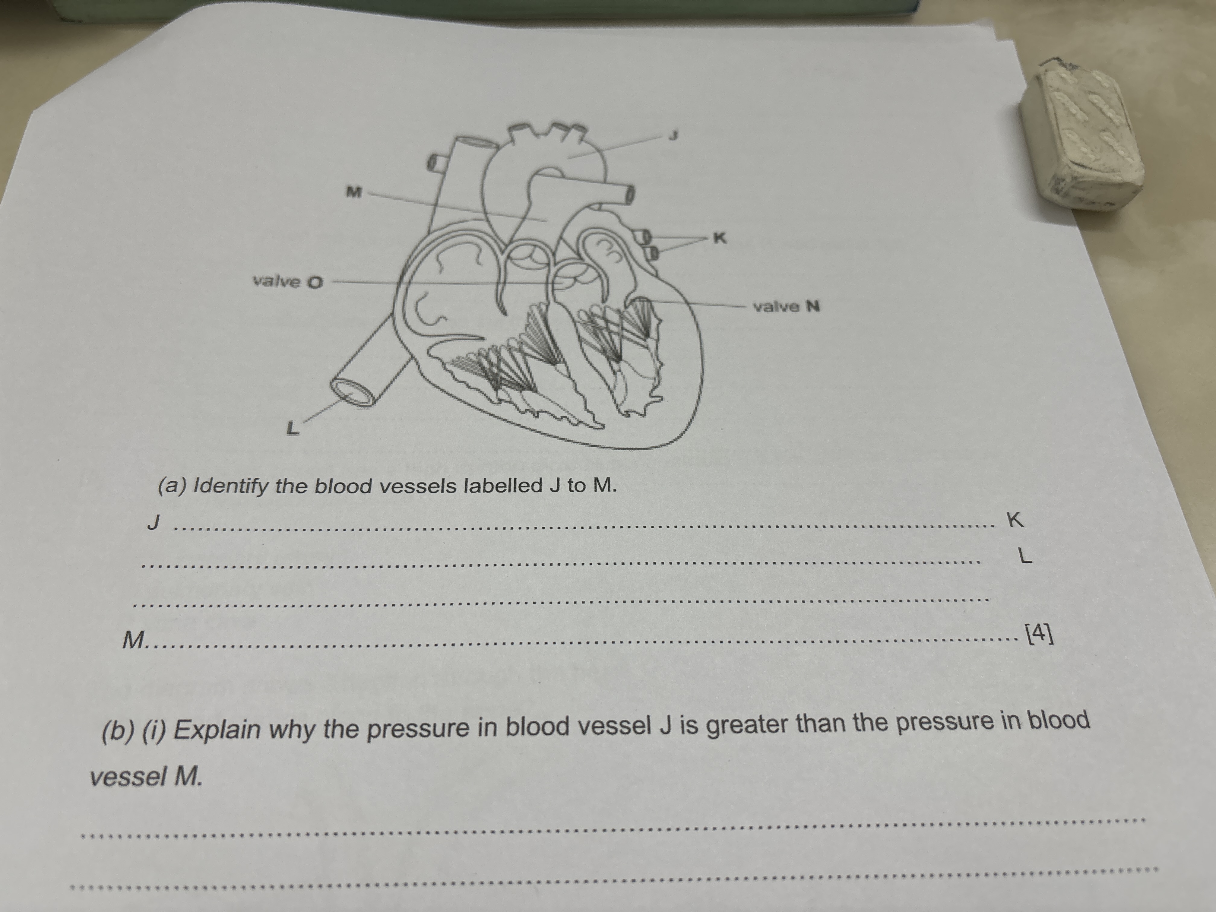 (a) Identify the blood vessels labelled J to M.
J  K  L 
M. 
[4]
(b) (