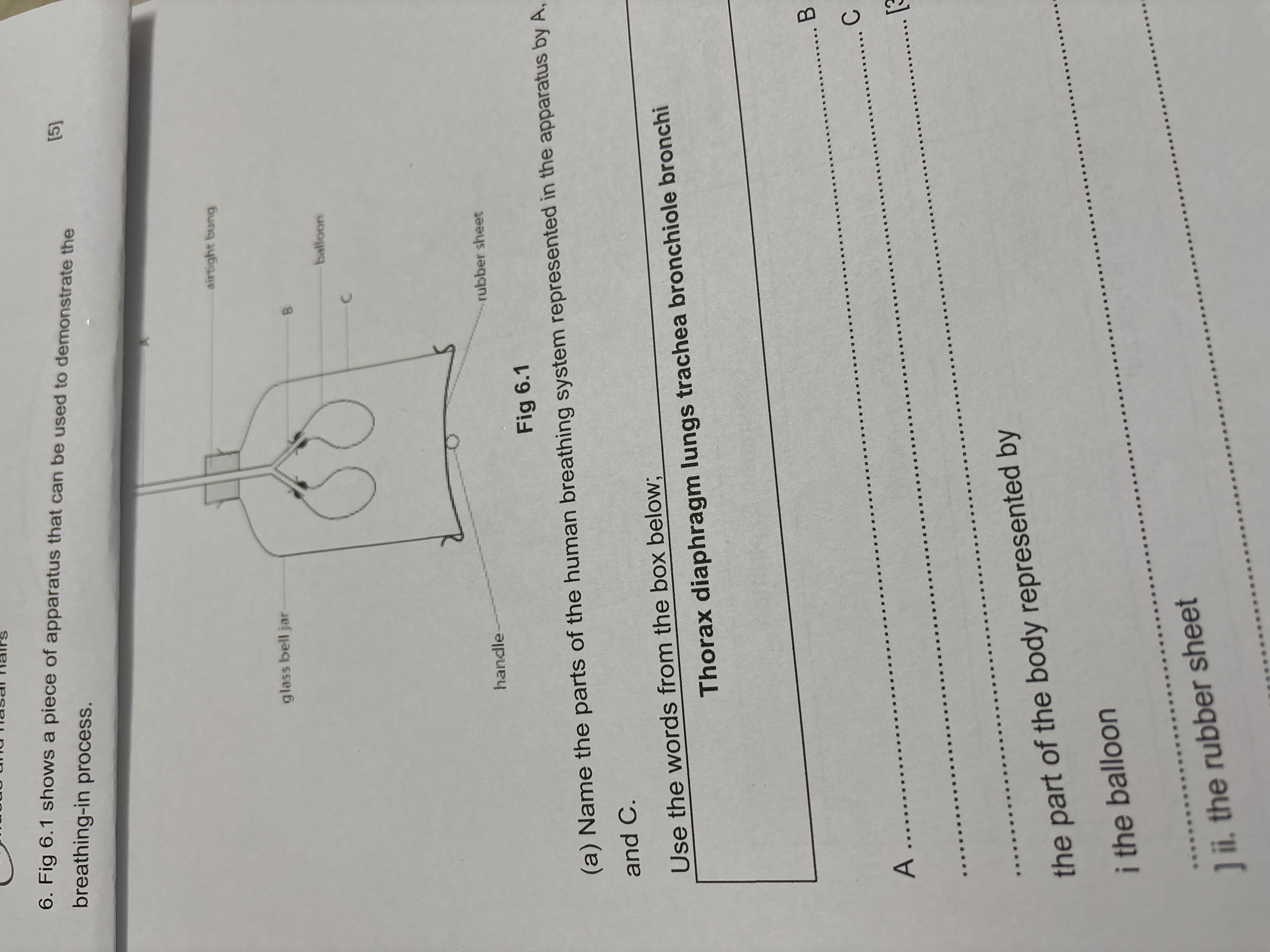 A
Tasal hairs
6. Fig 6.1 shows a piece of apparatus that can be used t