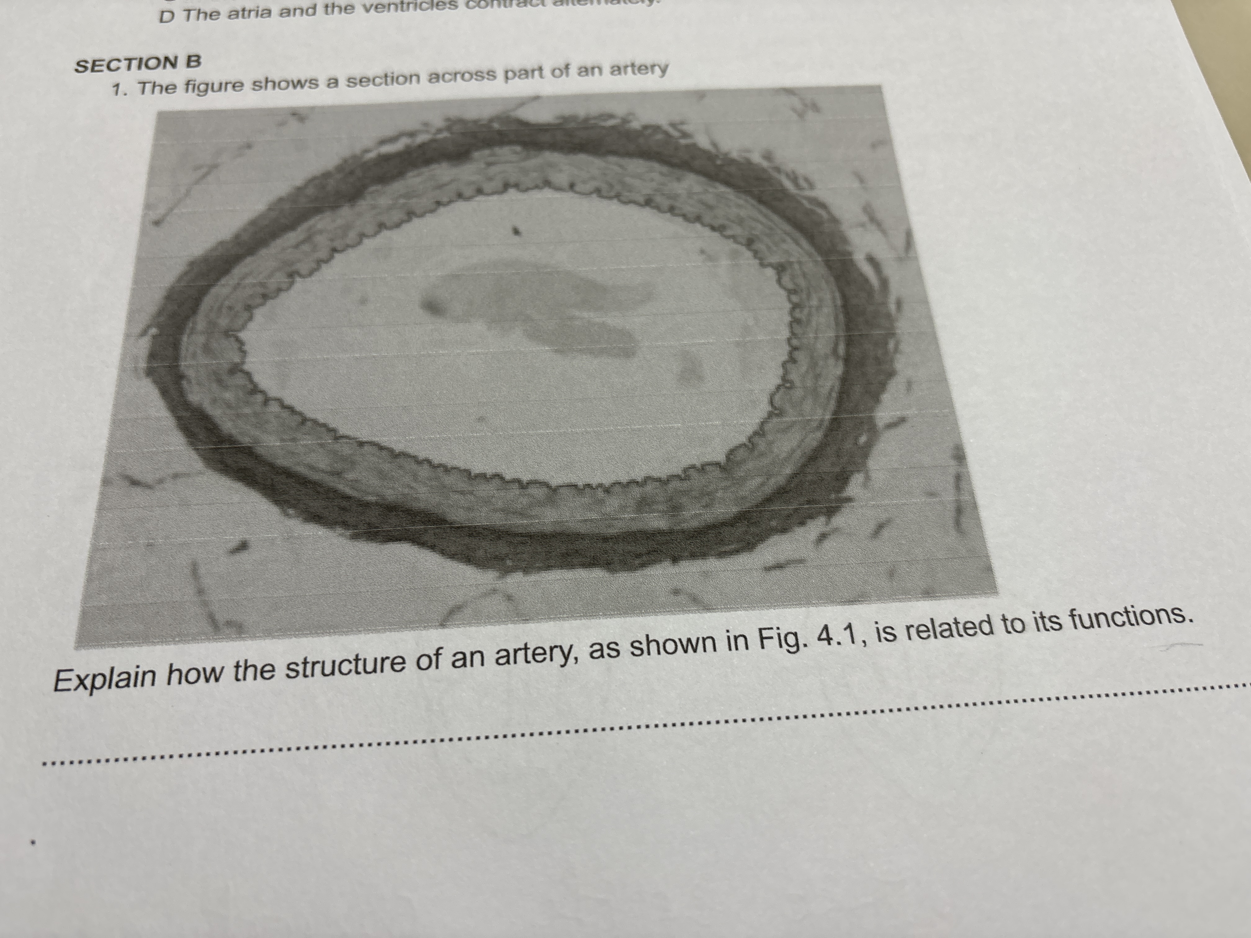 D The atria and the ventricles
SECTION B
1. The figure shows a section