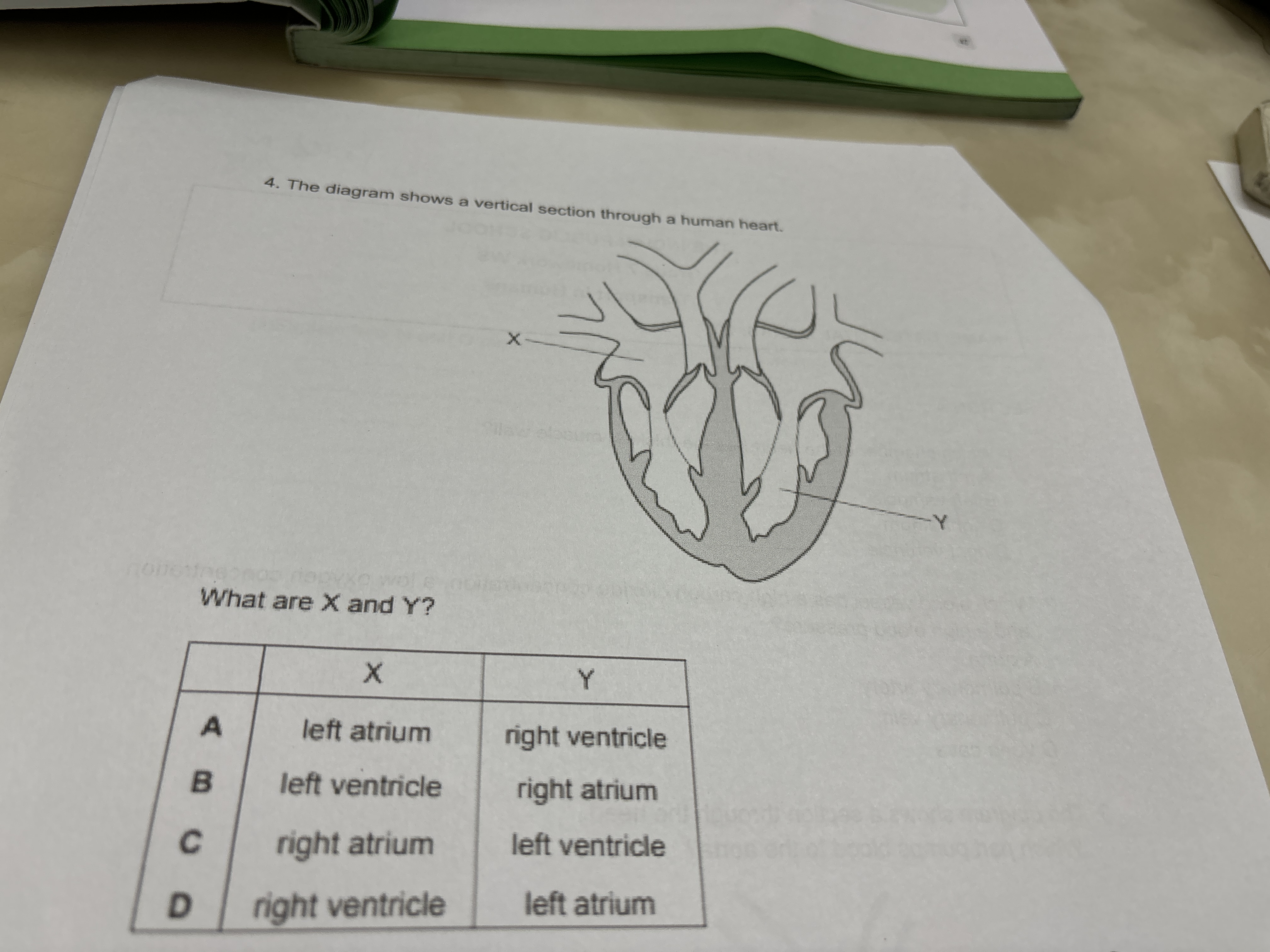 4. The diagram shows a vertical section through a human heart.

What a