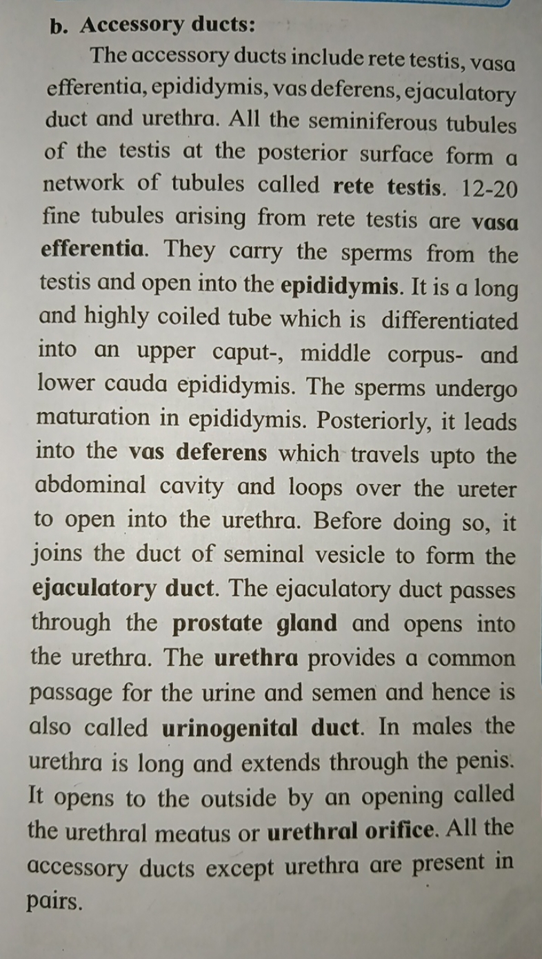 b. Accessory ducts:

The accessory ducts include rete testis, vasa eff