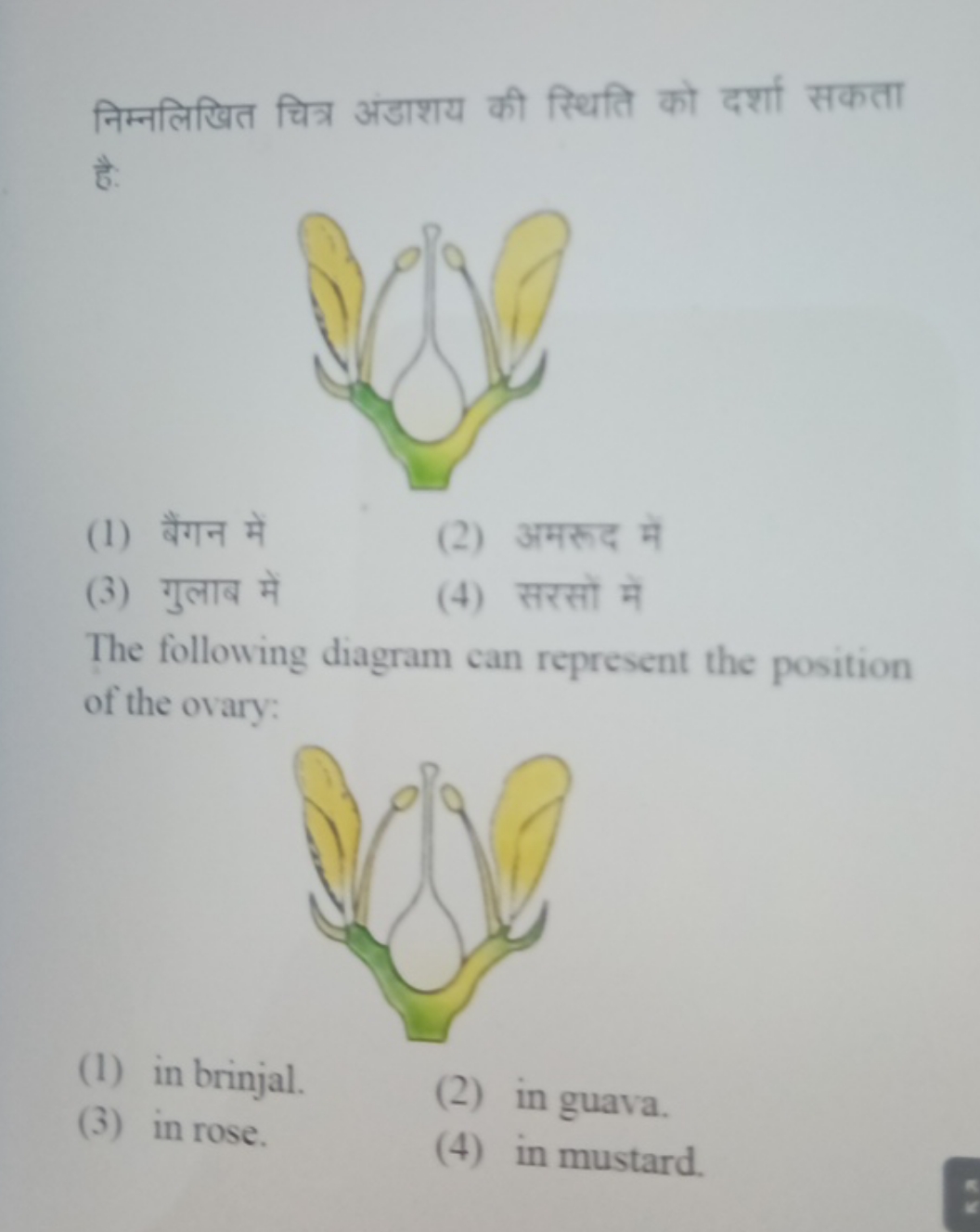 निम्नलिखित चित्र अंडाशय की स्थिति को दर्शा सकता है.
(1) बैंगन में
(2) 