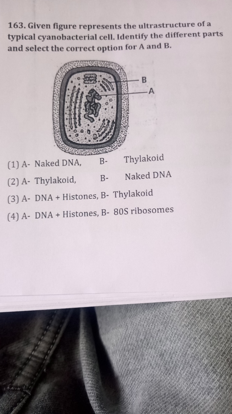 163. Given figure represents the ultrastructure of a typical cyanobact