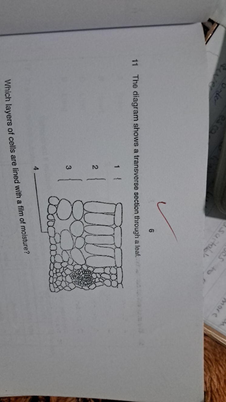 11 The diagram shows a transverse section through a leaf.
4 

Which la