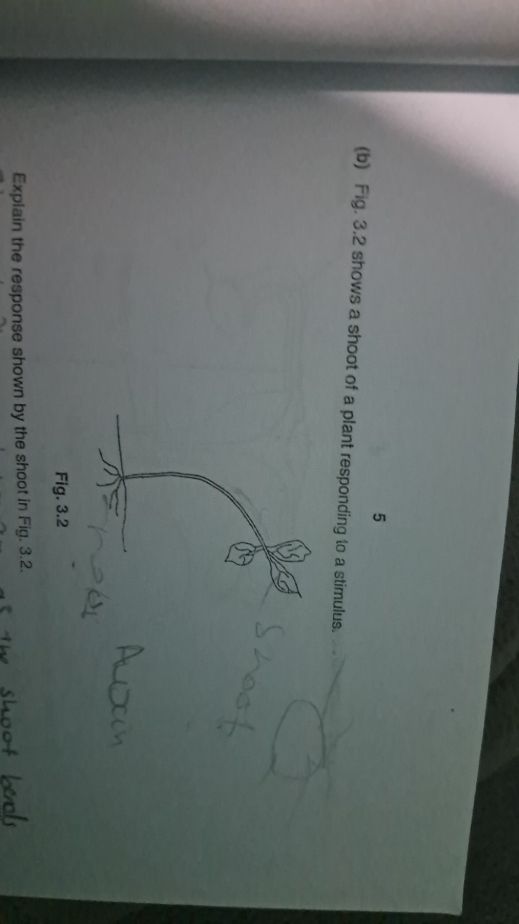 5
(b) Fig. 3.2 shows a shoot of a plant responding it a stimulus.
Auxi