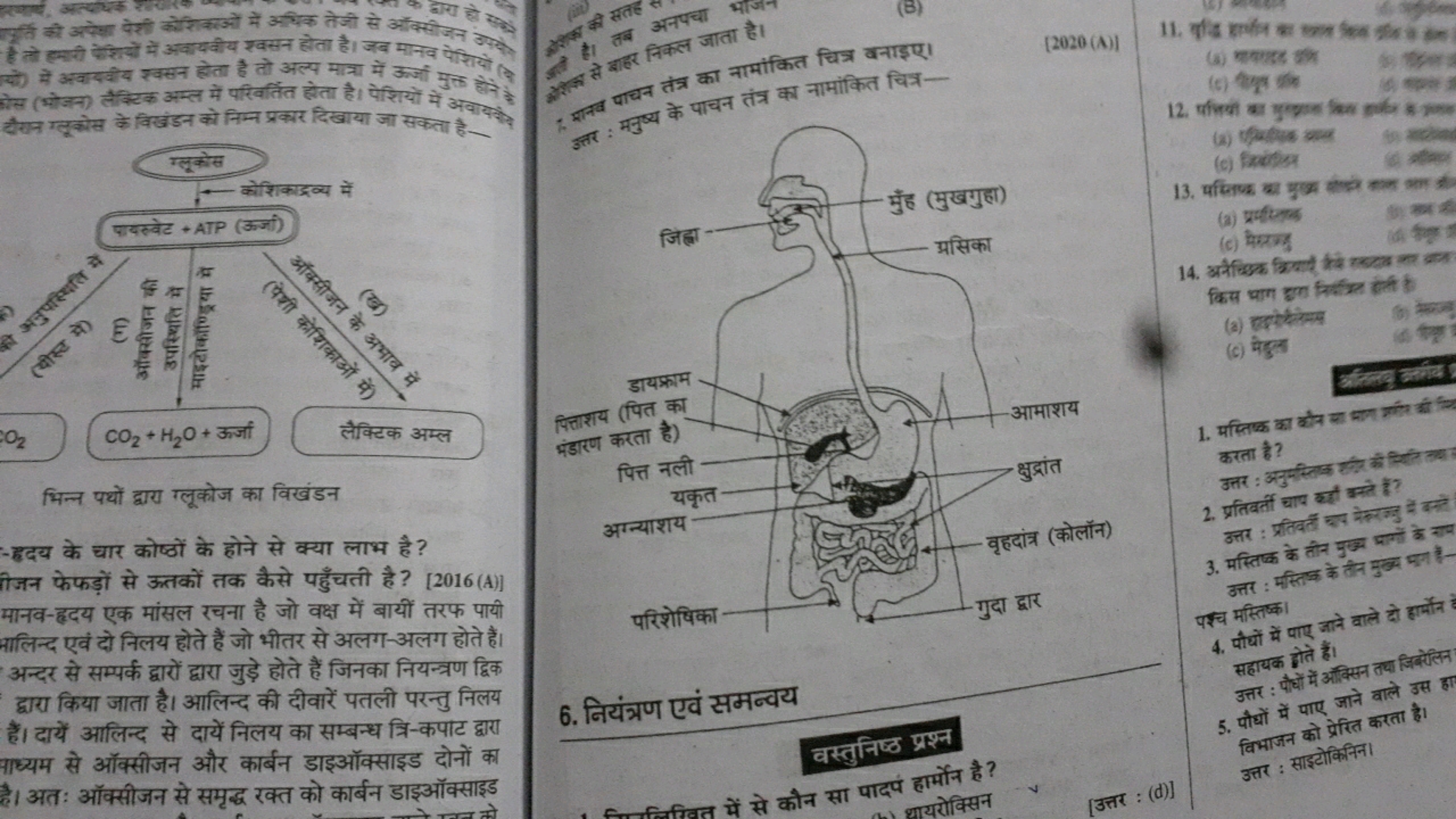 पुर्ति की अपेका पेशी कोशिकाओं में अधिक तेजी से आवसीजन हो उप्ये है तो ह