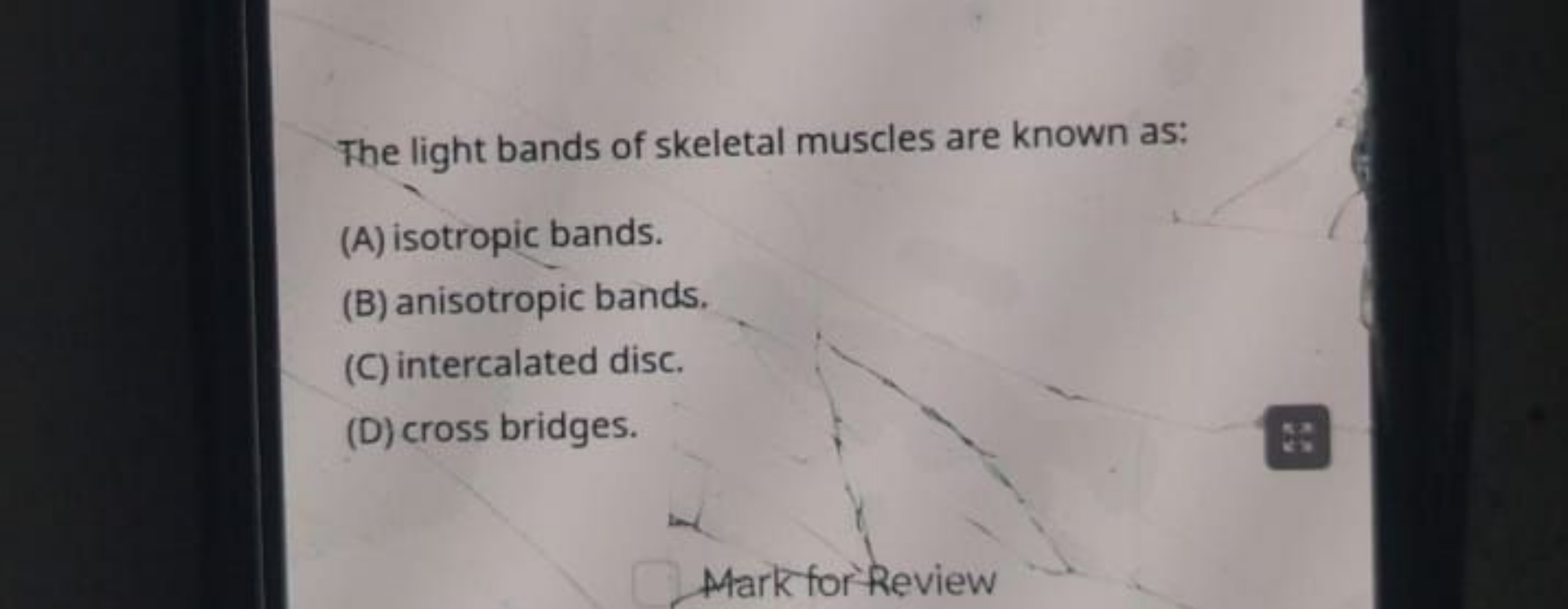 The light bands of skeletal muscles are known as:
(A) isotropic bands.