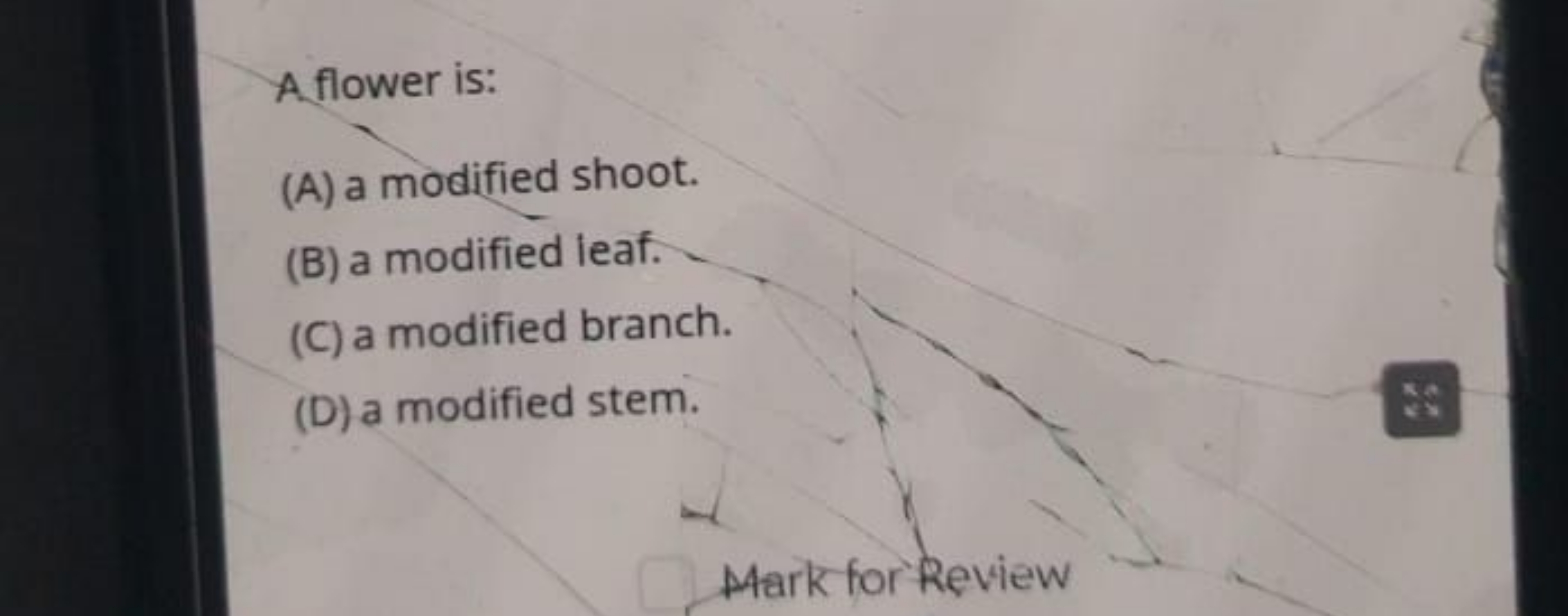 A flower is:
(A) a modified shoot.
(B) a modified leaf.
(C) a modified