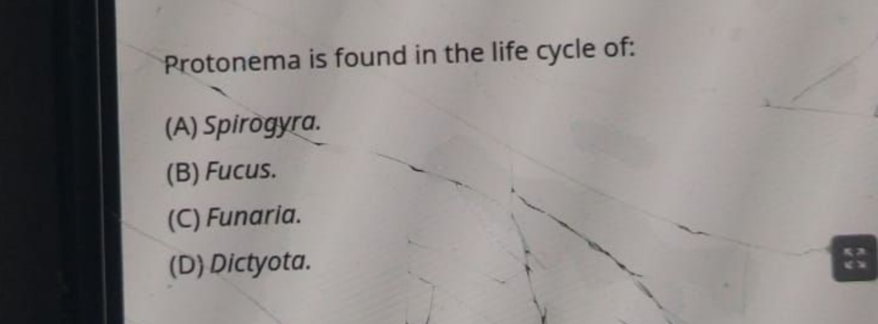 Protonema is found in the life cycle of:
(A) Spirogyra.
(B) Fucus.
(C)