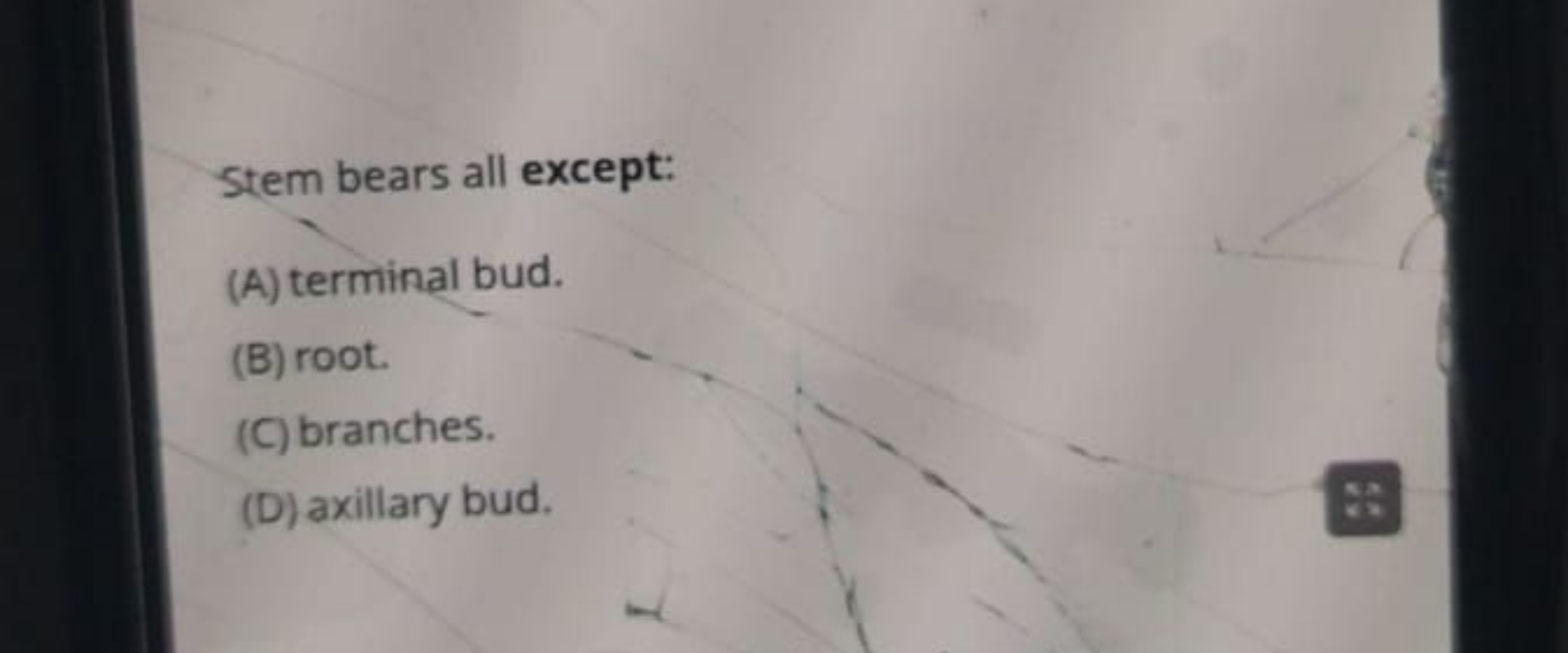 Stem bears all except:
(A) terminal bud.
(B) root.
(C) branches.
(D) a