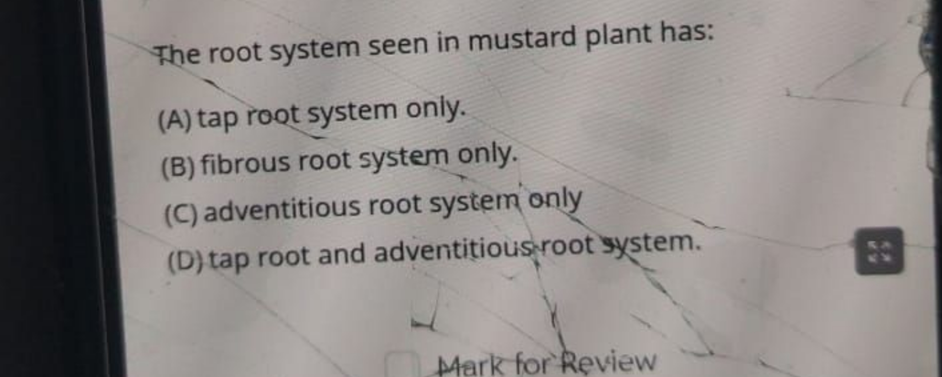 The root system seen in mustard plant has:
(A) tap root system only.
(