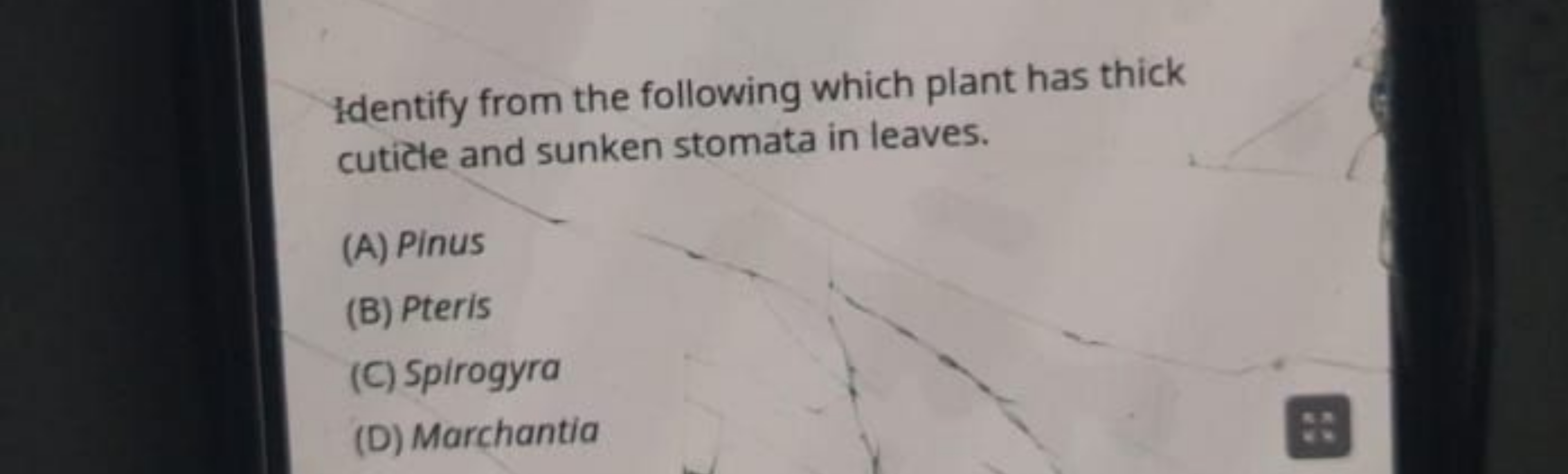 Identify from the following which plant has thick cuticle and sunken s