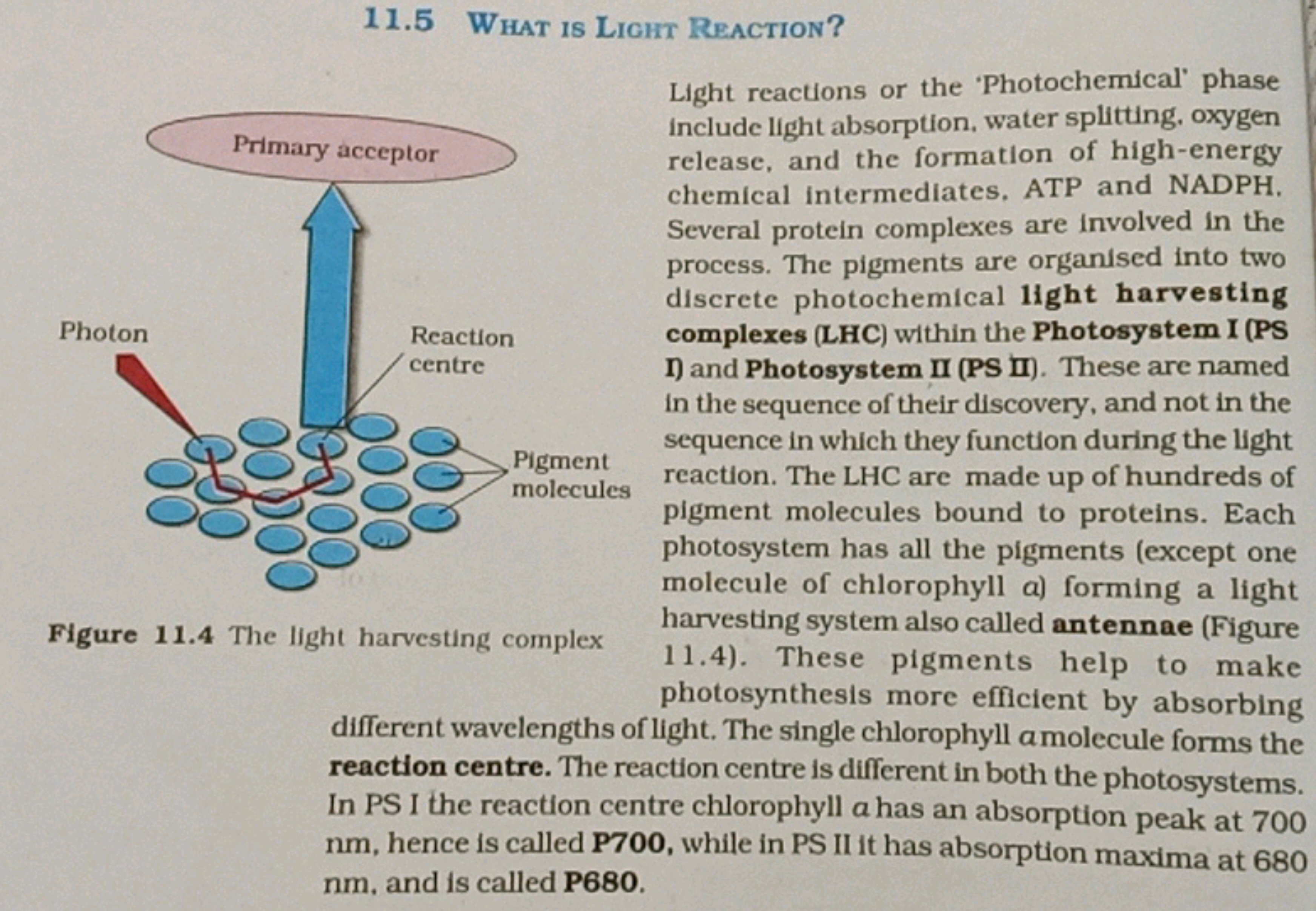 11.5 What is Light Reaction?
Figure 11.4 The light harvesting complex
