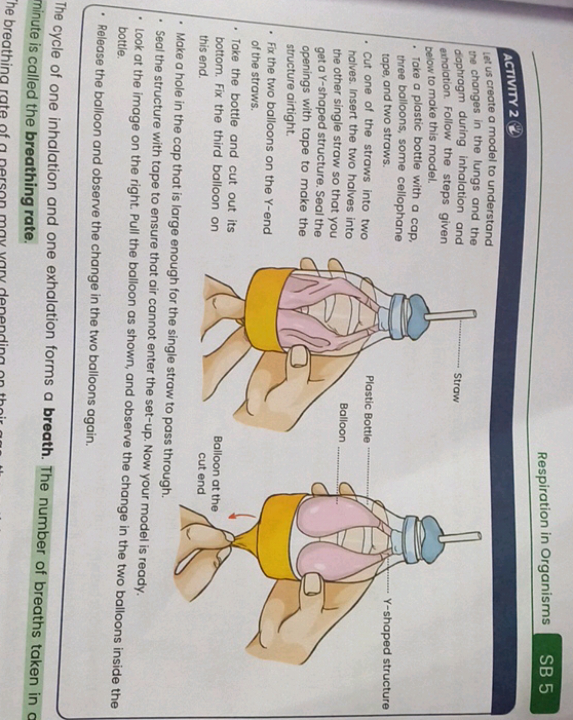 Respiration in Organisms
SB 5
ACTIVITY 2
Let us create a model to unde