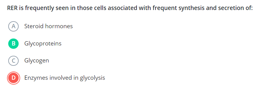 RER is frequently seen in those cells associated with frequent synthes