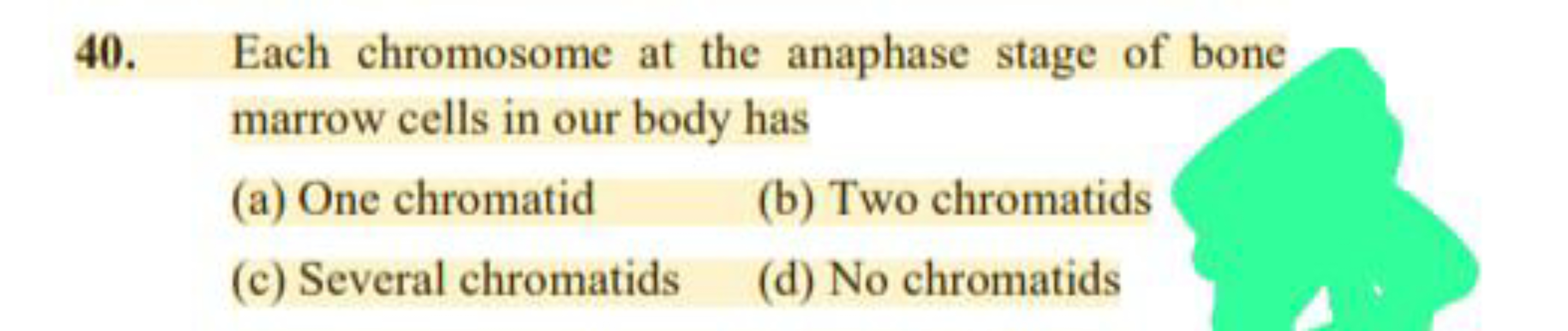 40. Each chromosome at the anaphase stage of bone marrow cells in our 