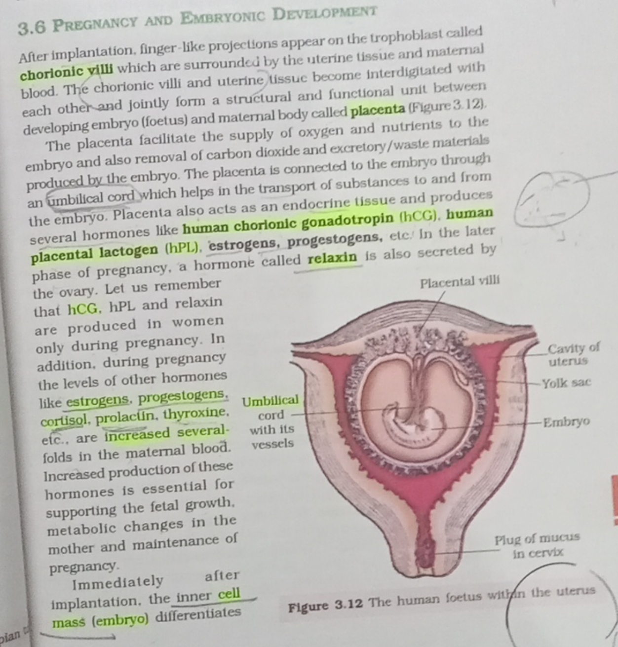 3.6 Pregnancy and Embryontc Development

After implantation, finger-li