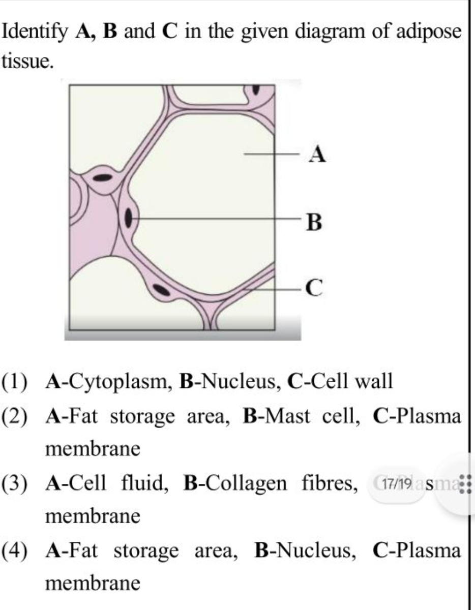 Identify A,B and C in the given diagram of adipose tissue.
(1) A-Cytop