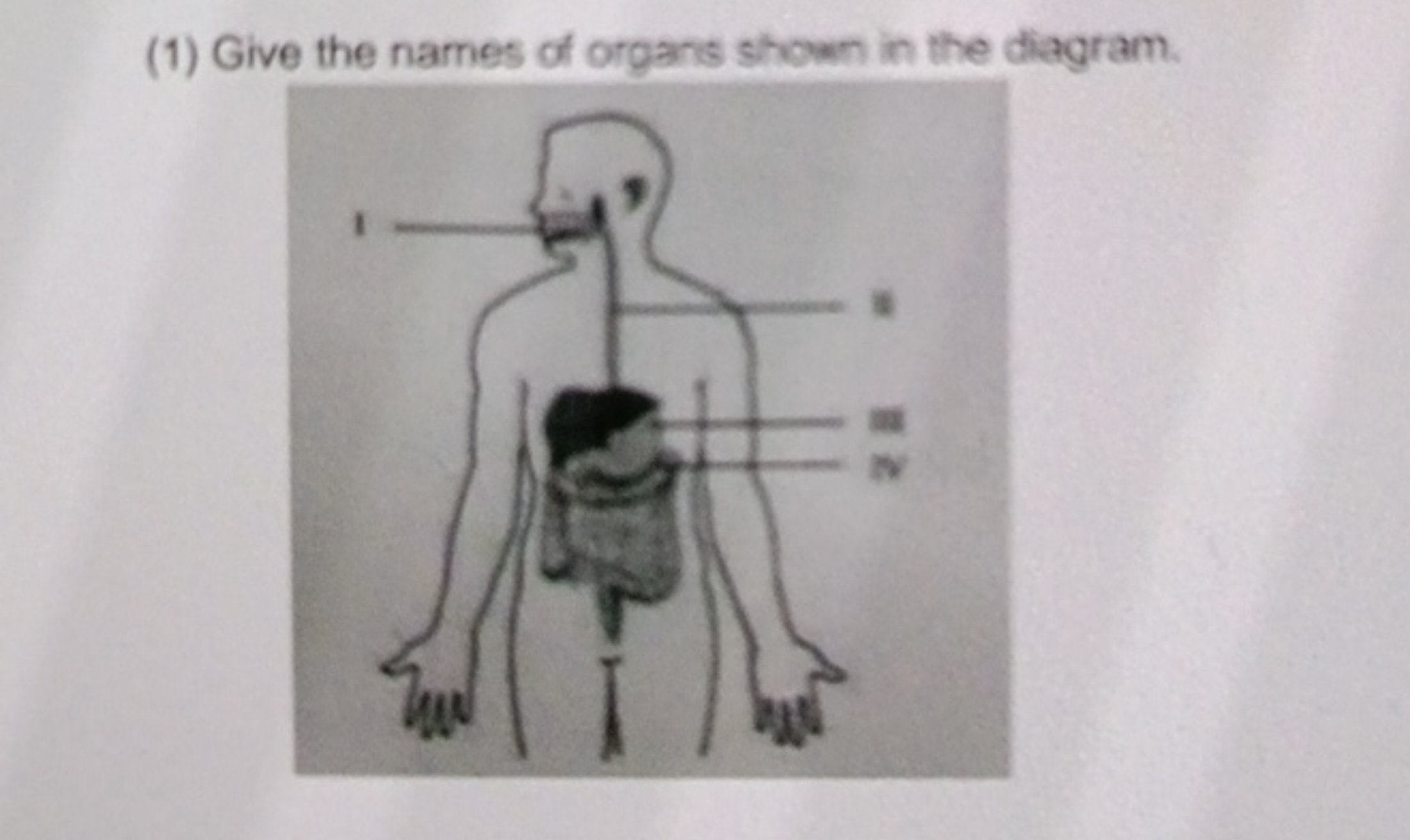 (1) Give the names of organs shown in the diagram.