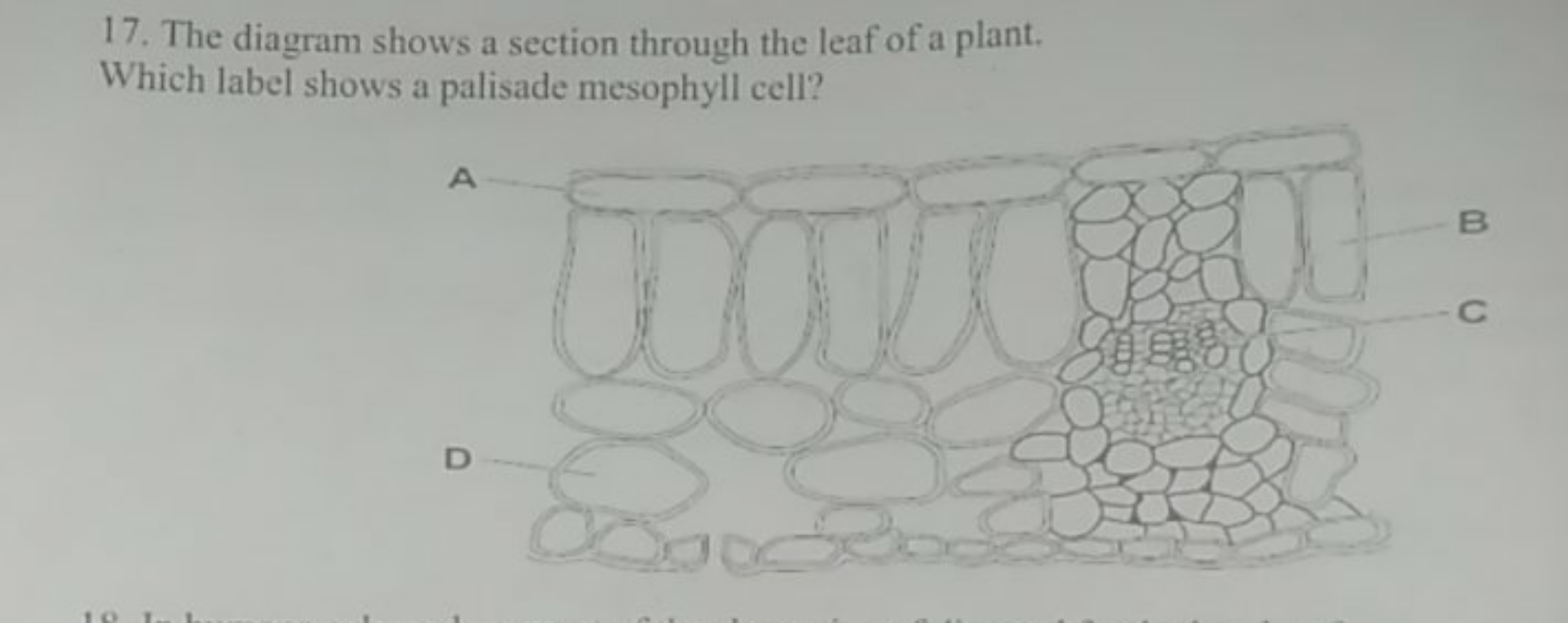 17. The diagram shows a section through the leaf of a plant. Which lab