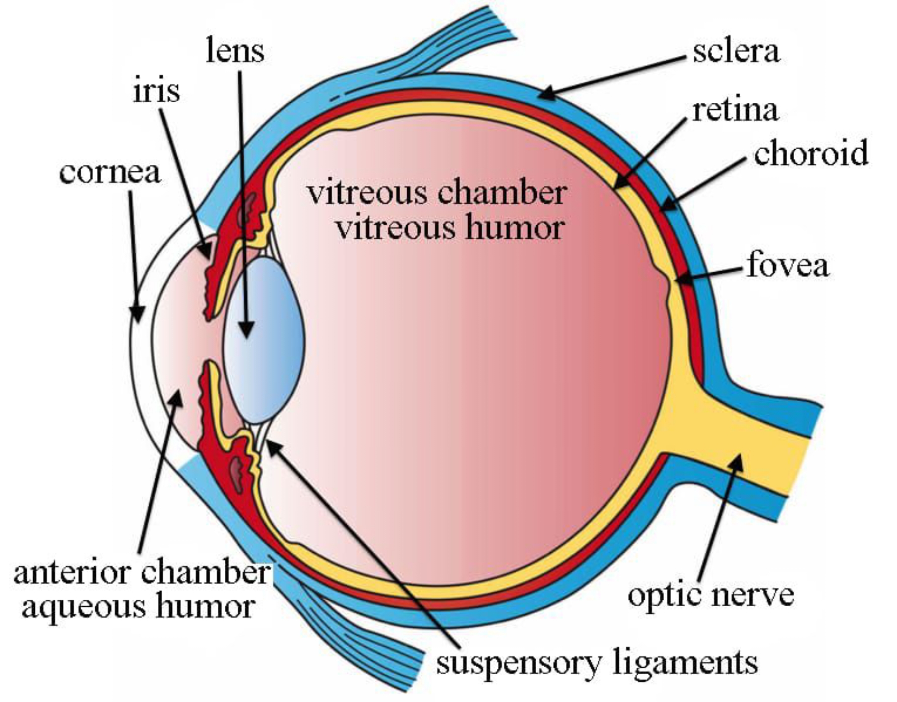 iris
cornea
lens
vitreous chamber
vitreous humor
sclera
retina
choroid