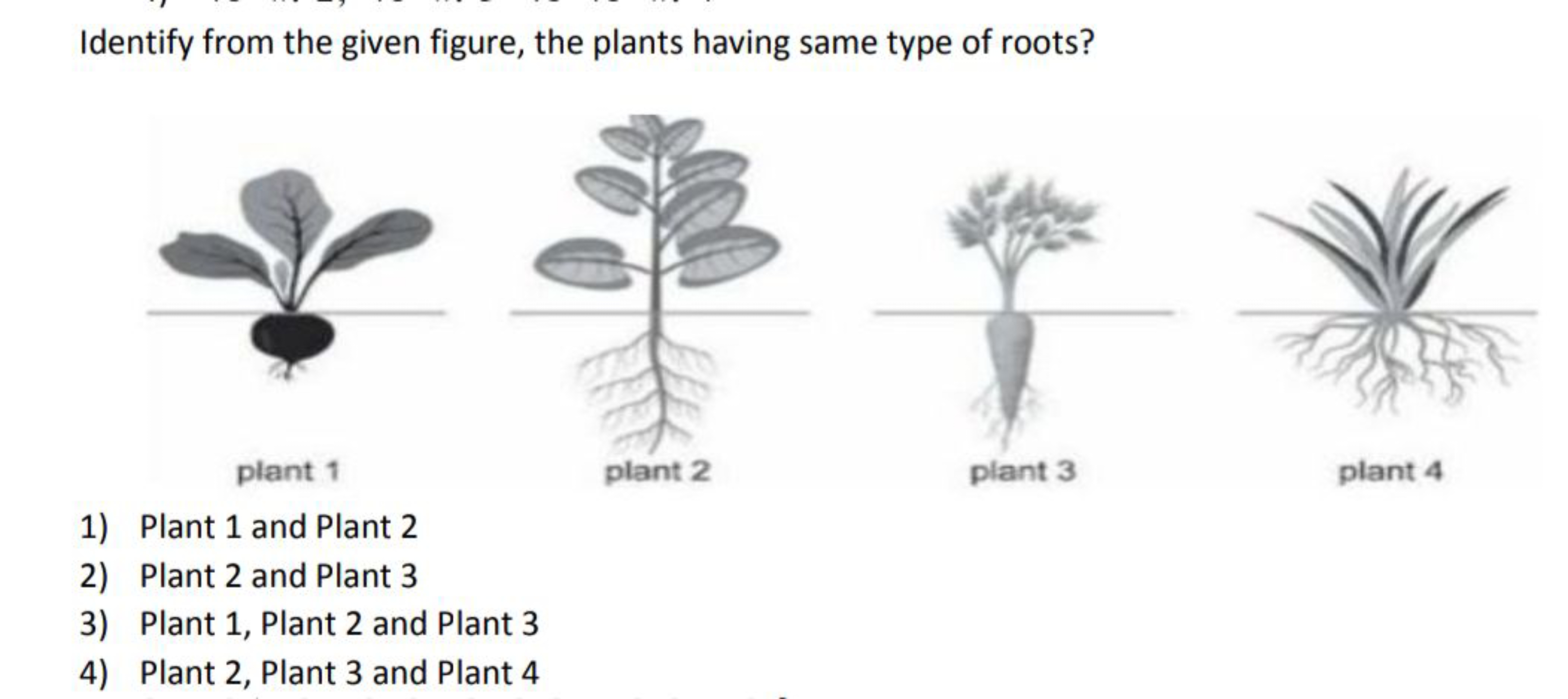 Identify from the given figure, the plants having same type of roots?
