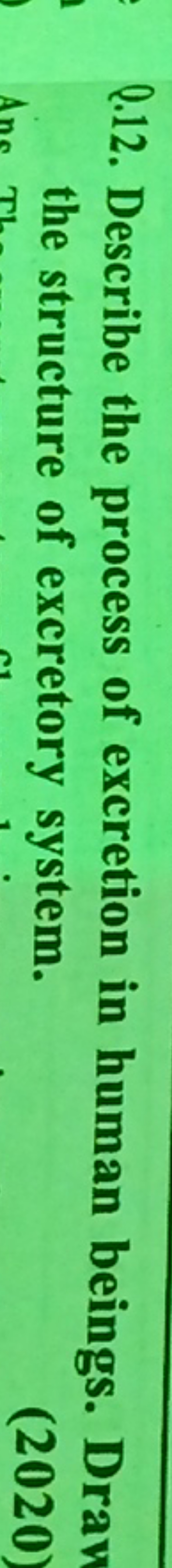 Q.12. Describe the process of excretion in human beings. Drau the stru