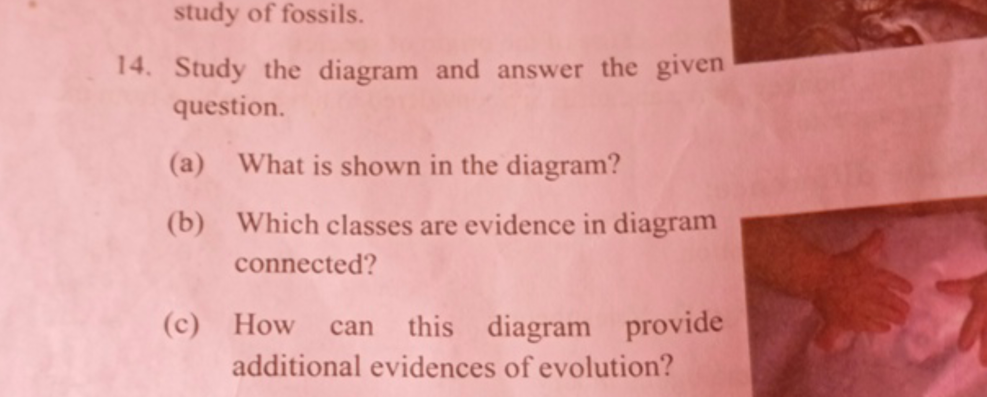 study of fossils.
14. Study the diagram and answer the given question.