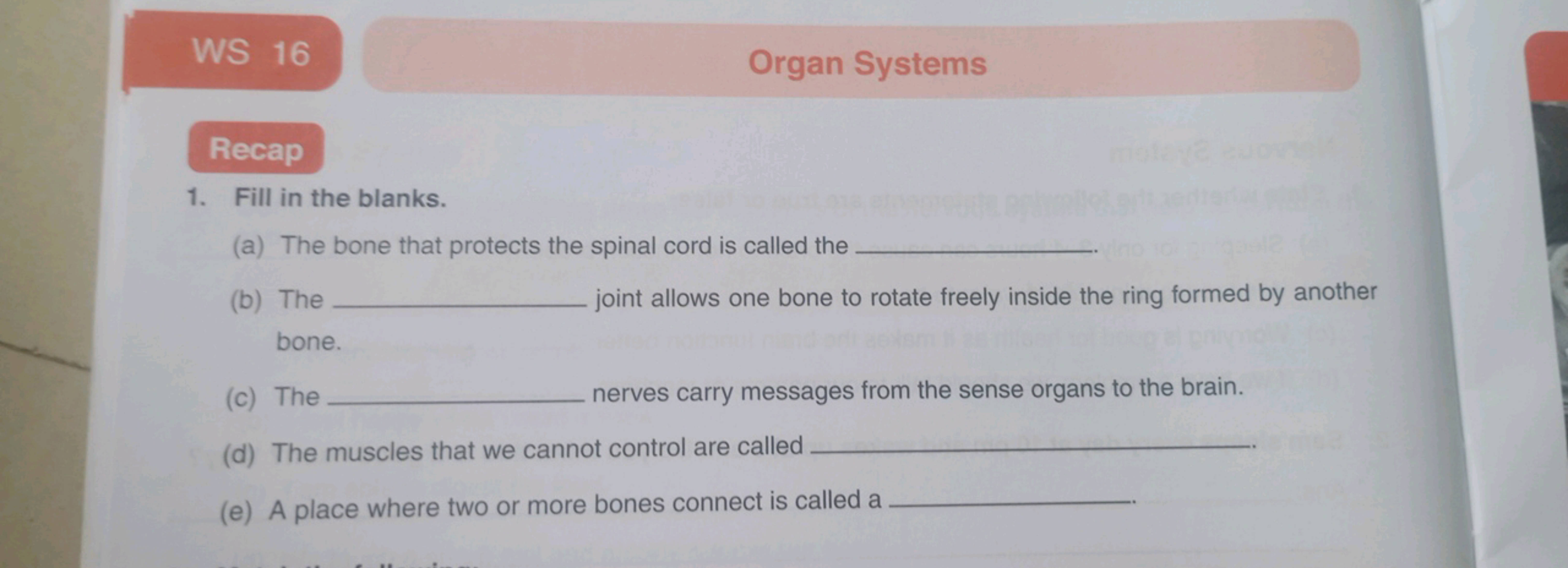 WS 16
Organ Systems

Recap
1. Fill in the blanks.
(a) The bone that pr