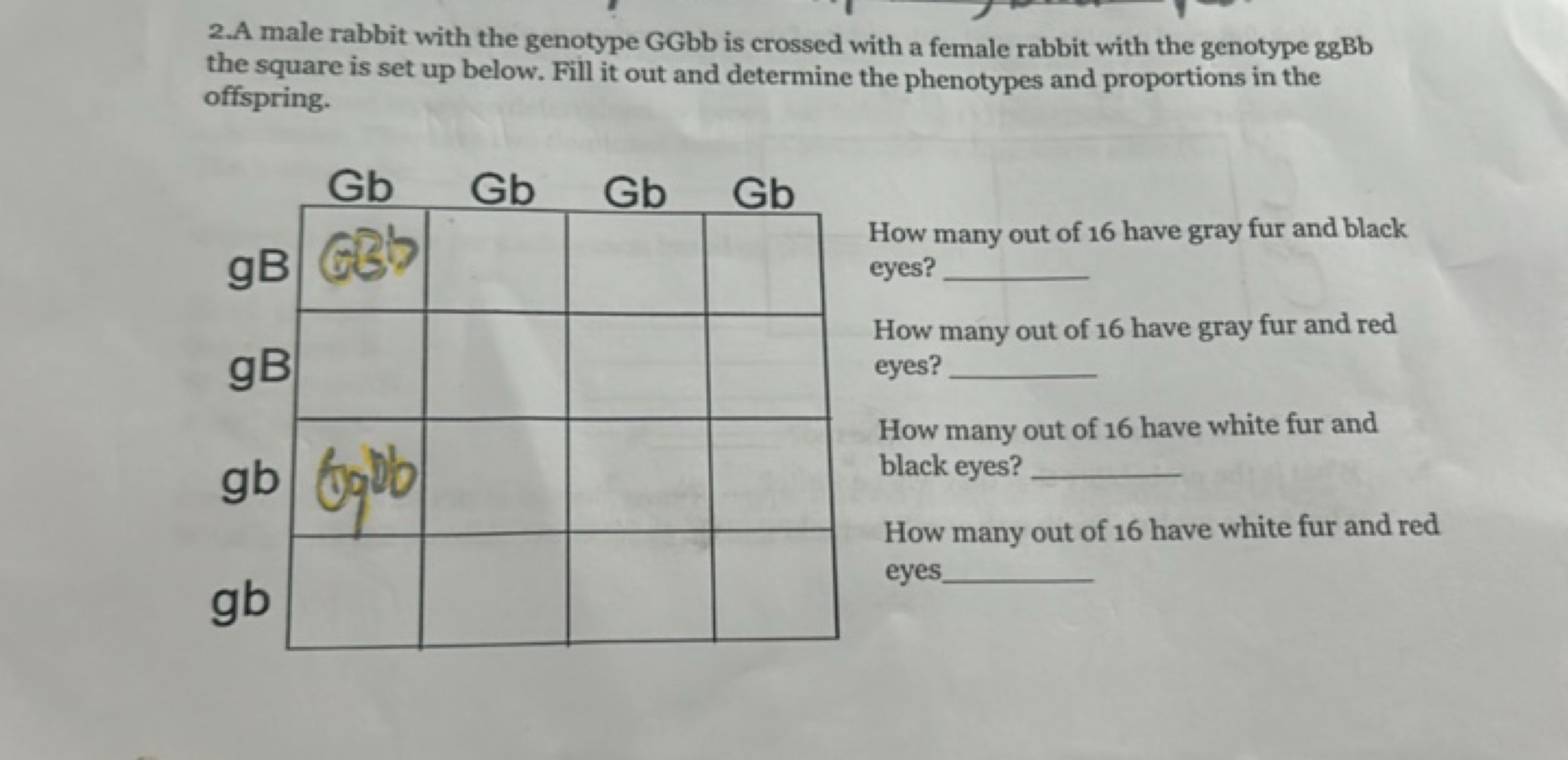 2.A male rabbit with the genotype GGbb is crossed with a female rabbit