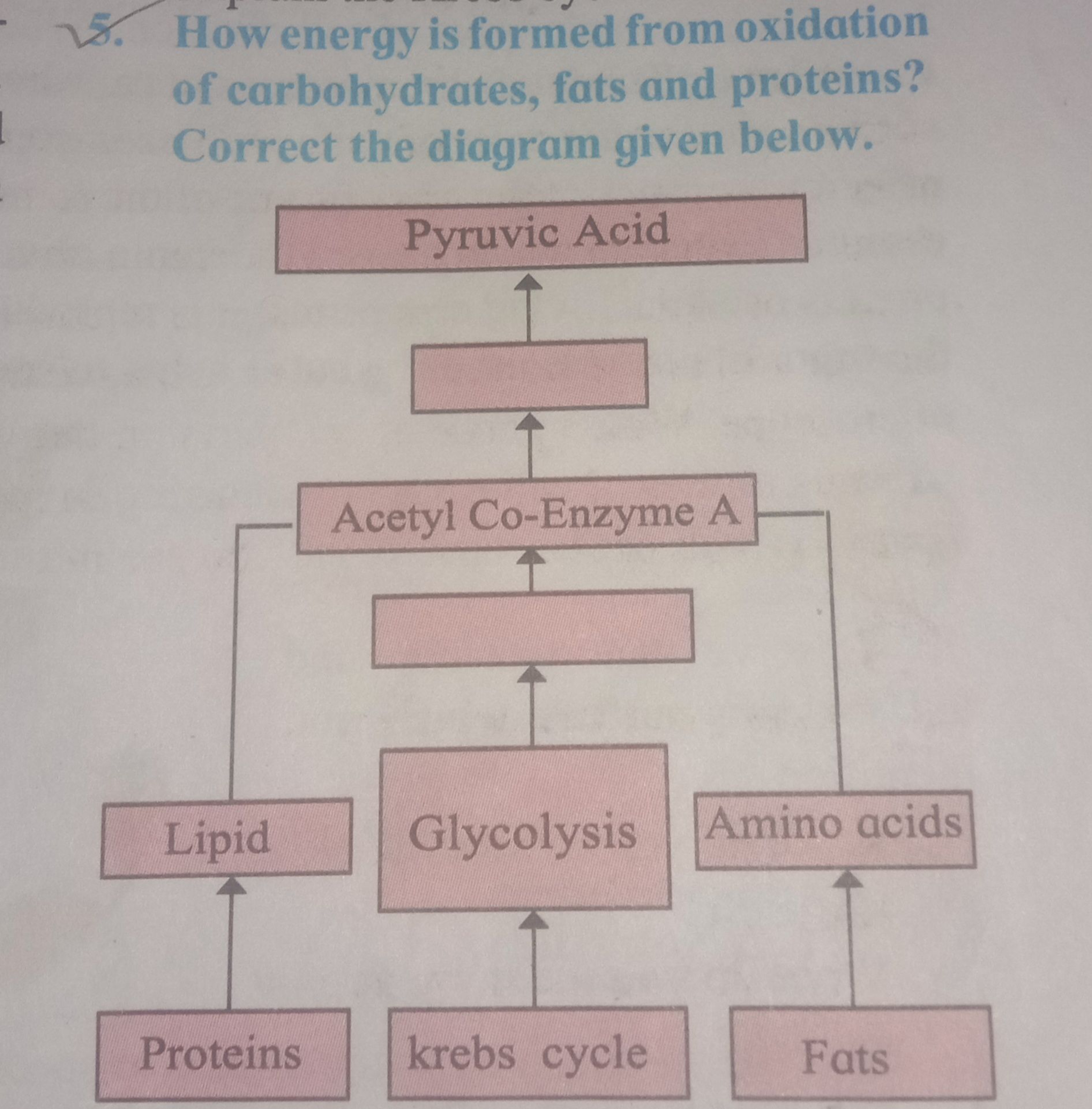 5. How energy is formed from oxidation of carbohydrates, fats and prot