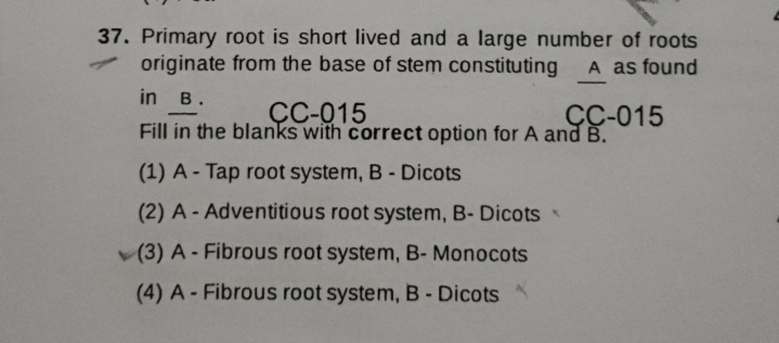 37. Primary root is short lived and a large number of roots originate 