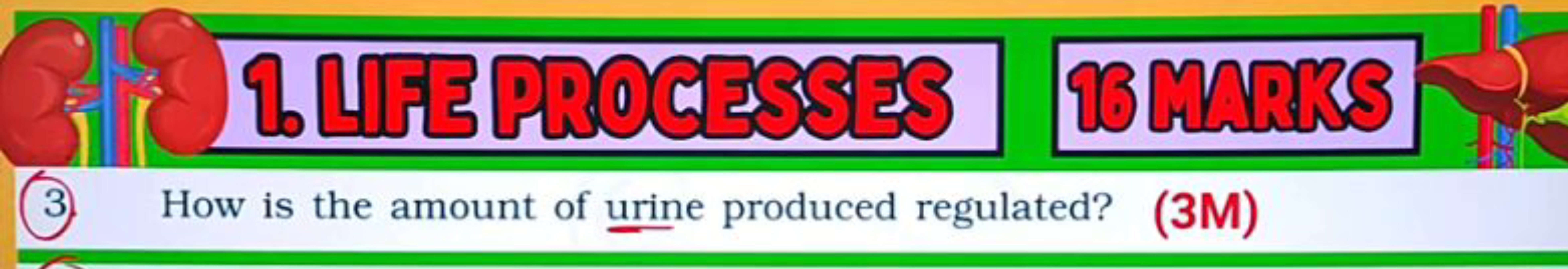 S$1. LIFE PROCESSES
16 MARKS
3 How is the amount of urine produced reg