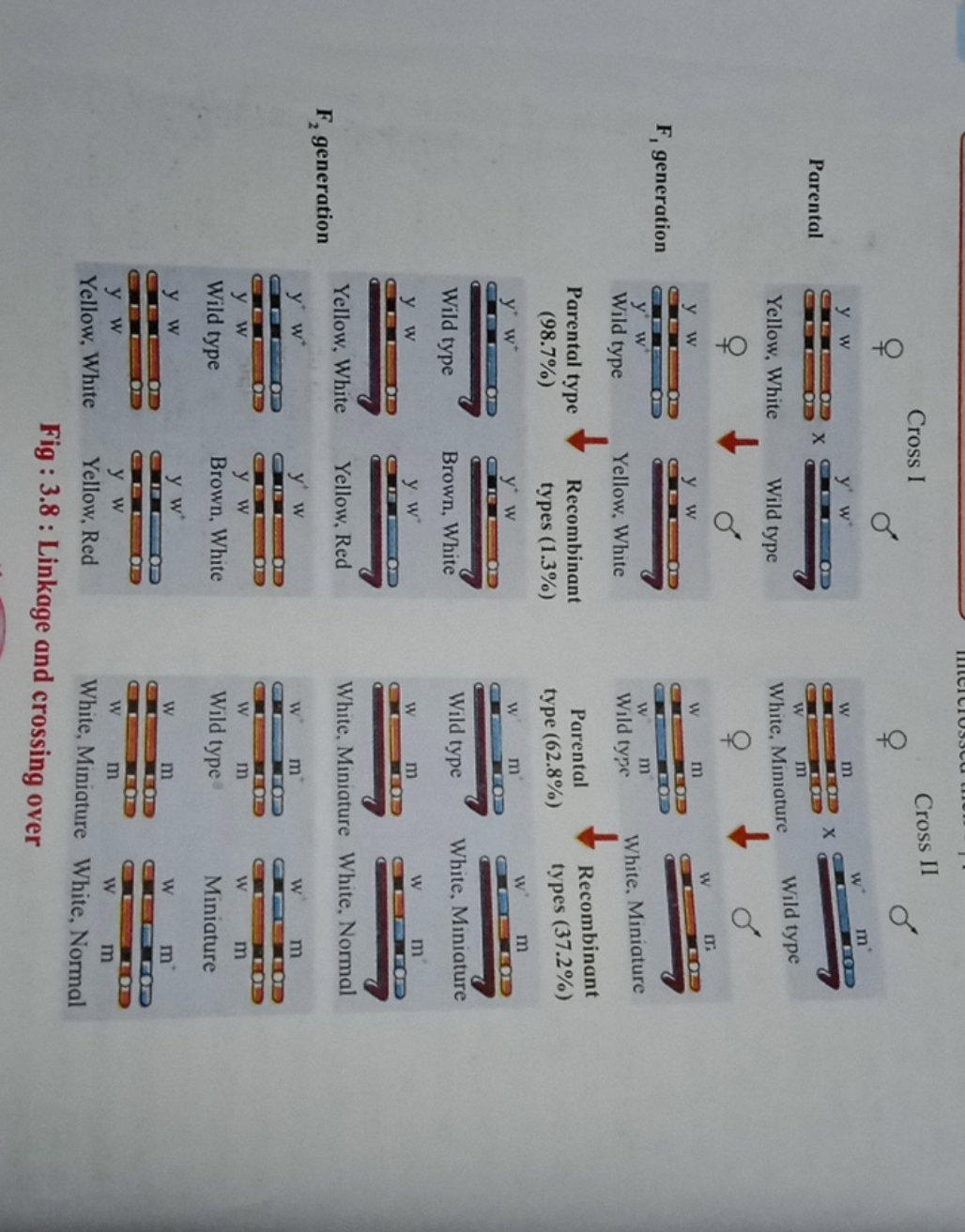 Fisentals Cross I

Fig: 3.8 : Linkage and crossing over