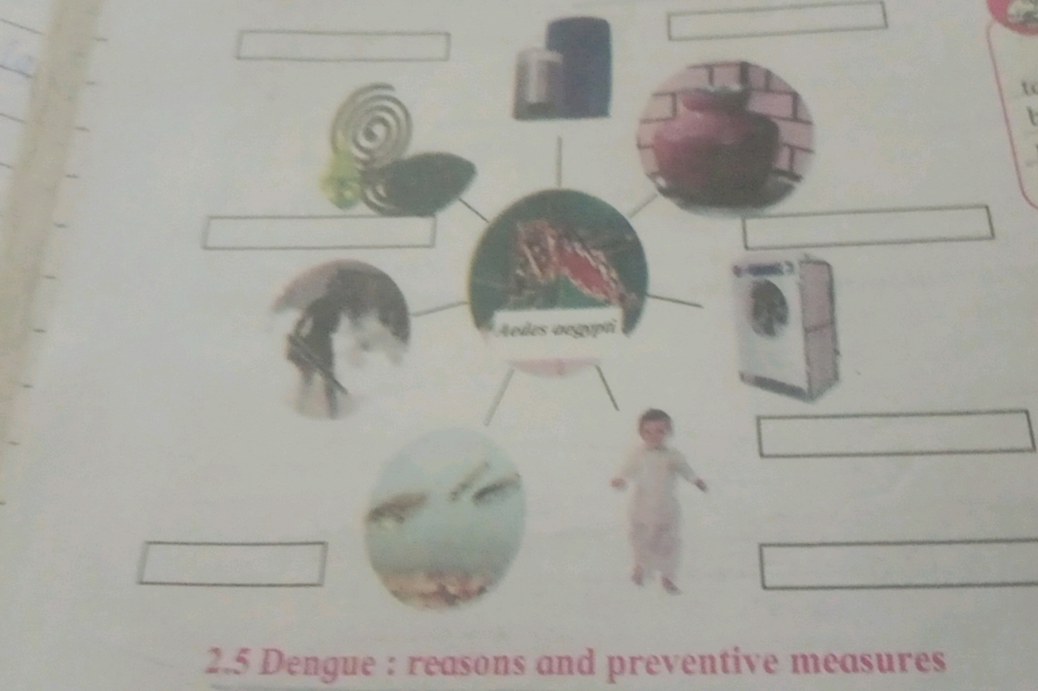 2.5 Dengue : reasons and preventive measures