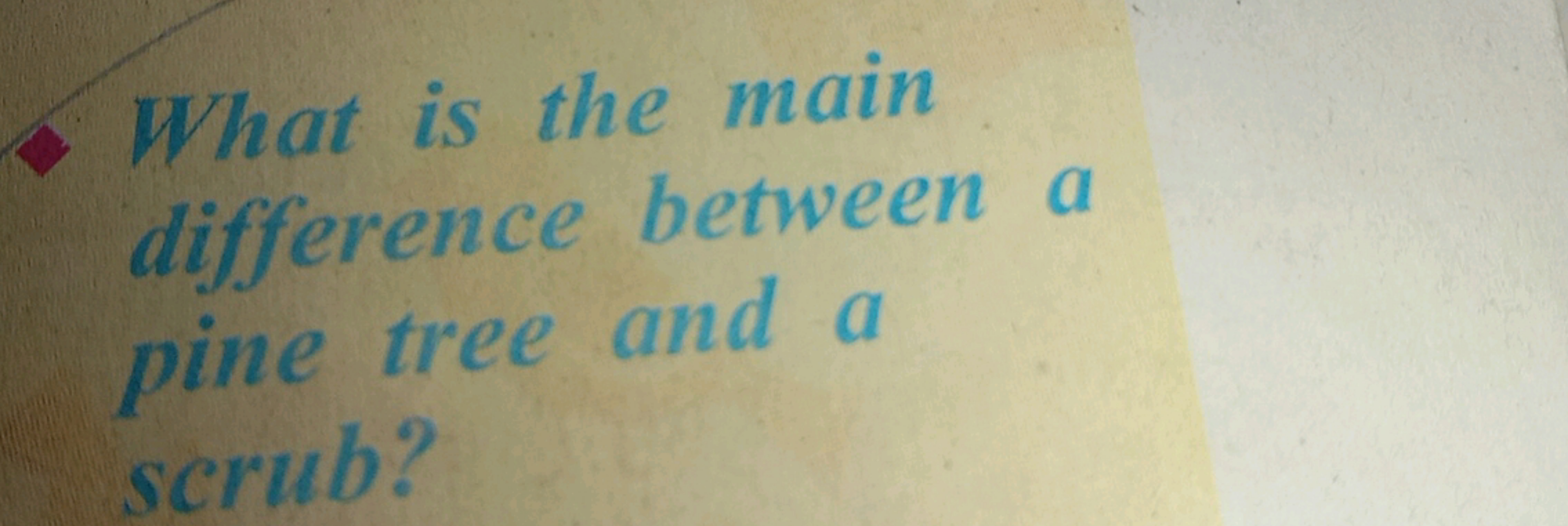 What is the main difference between a pine tree and a scrub?