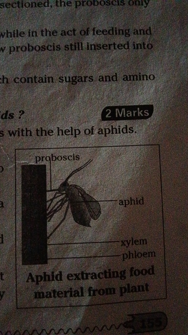 sectioned, the proboscis oniy
while in the act of feeding and probosci