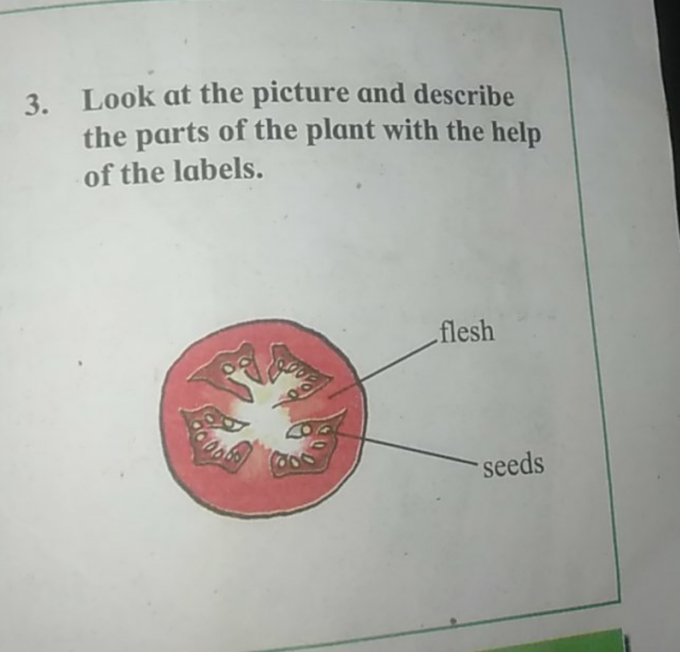 3. Look at the picture and describe the parts of the plant with the he