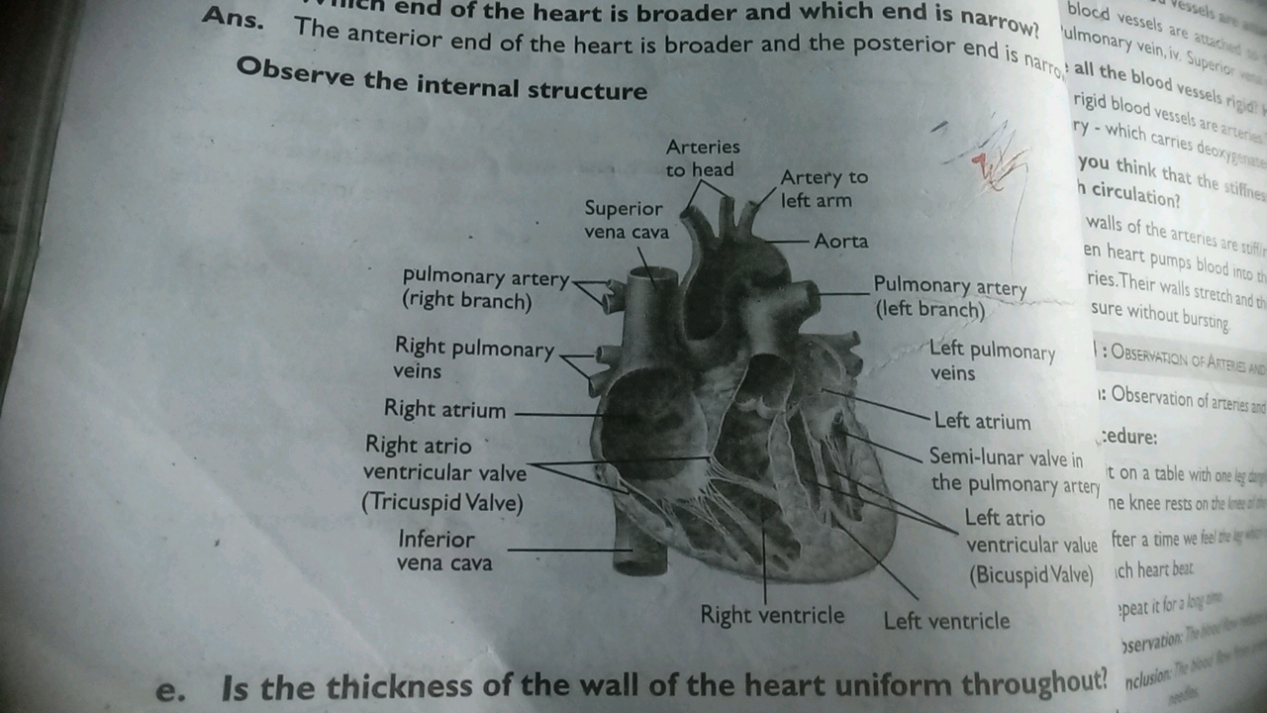 Ans. The an end of the heart is broader and which end is narrow? Obser