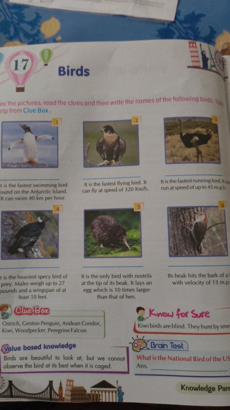 17 - Birds
ee the pictures, read the clues and then write the names of