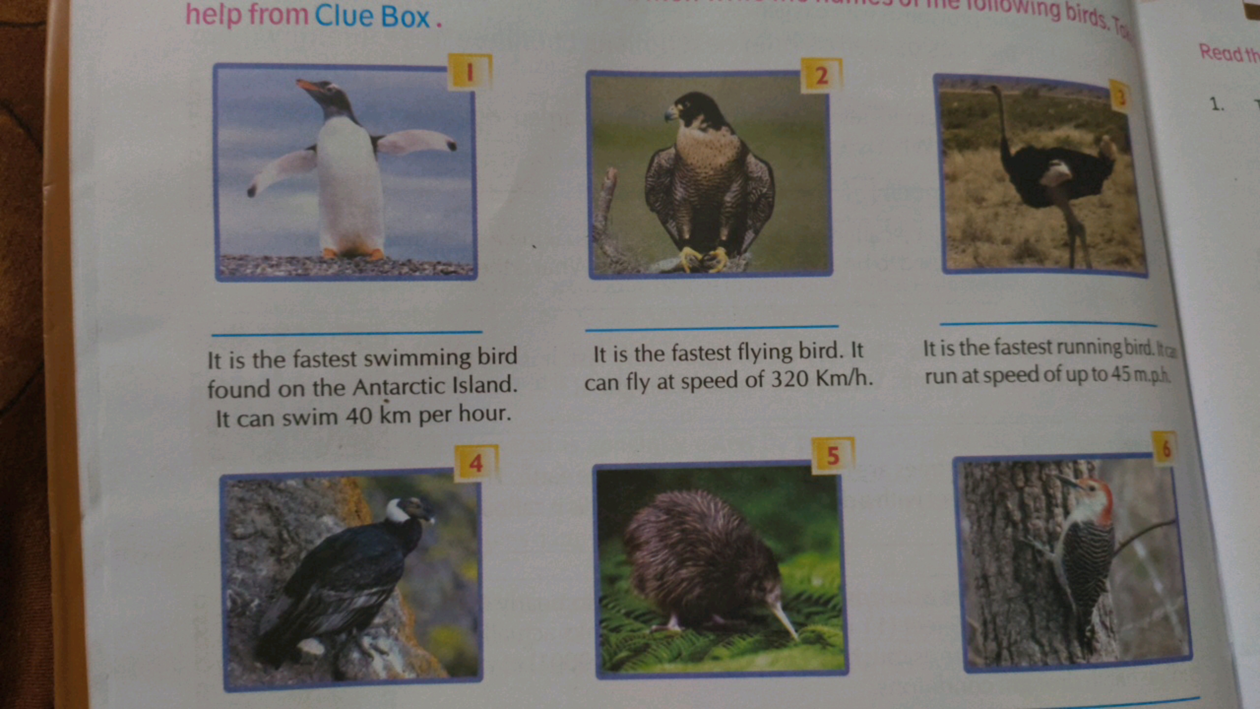 help from Clue Box.
2
Wing birds. To
Read th
1.
It is the fastest swim