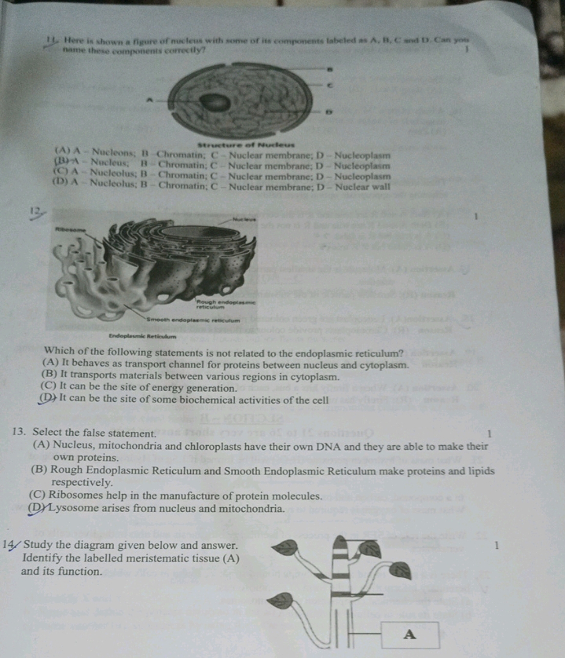 11. Here is shown a figure of mucleus with some of its components labe