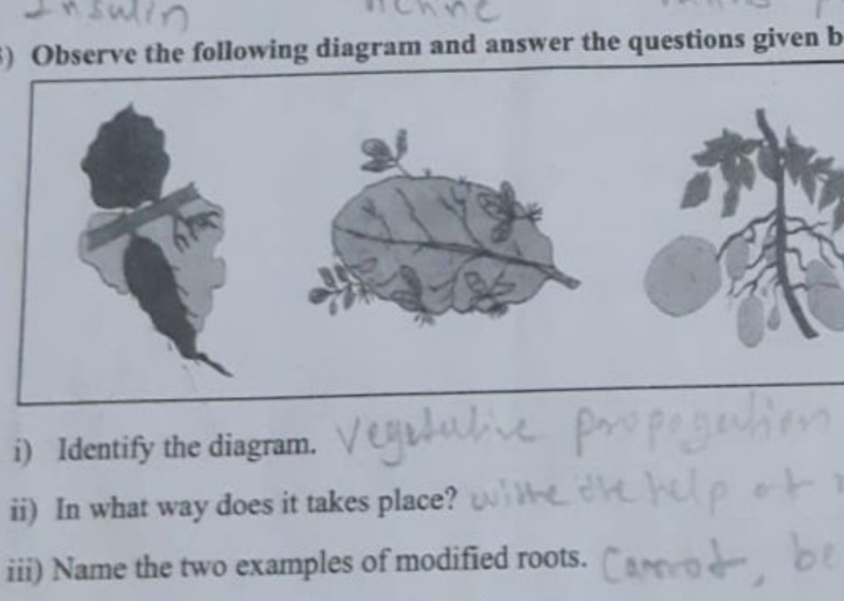 Observe the following diagram and answer the questions given b
i) Iden