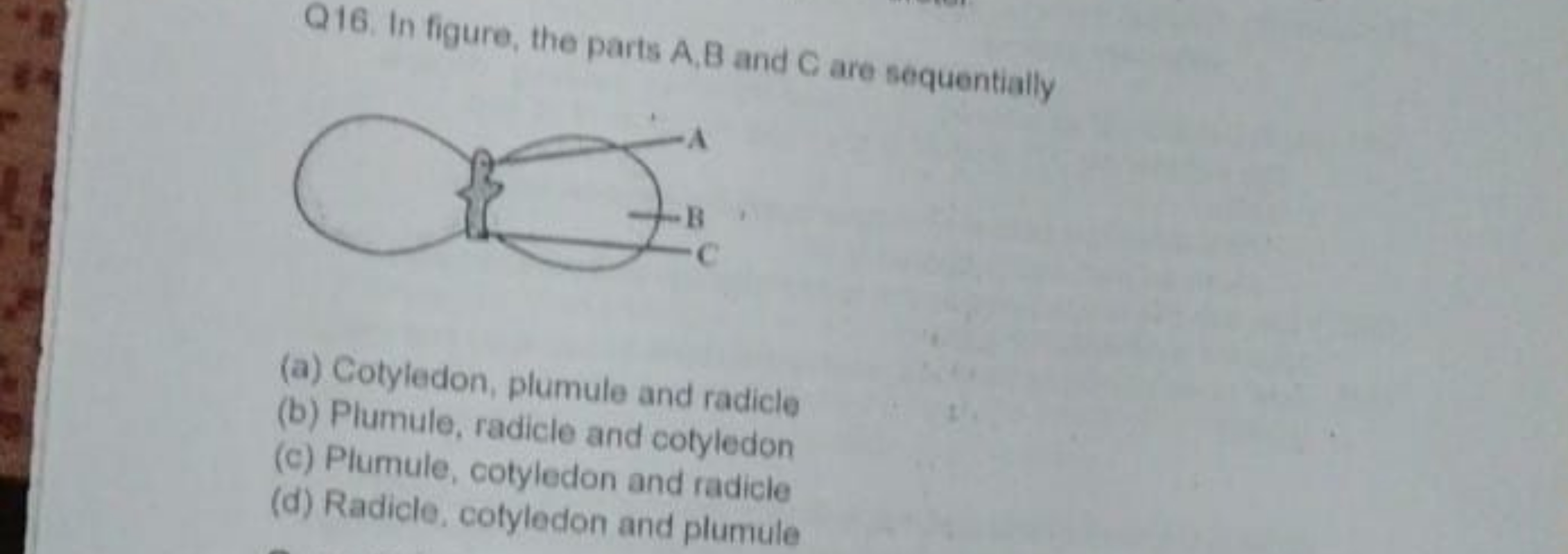 Q16. In figure, the parts A,B and C are sequentially
(a) Cotyledon, pl