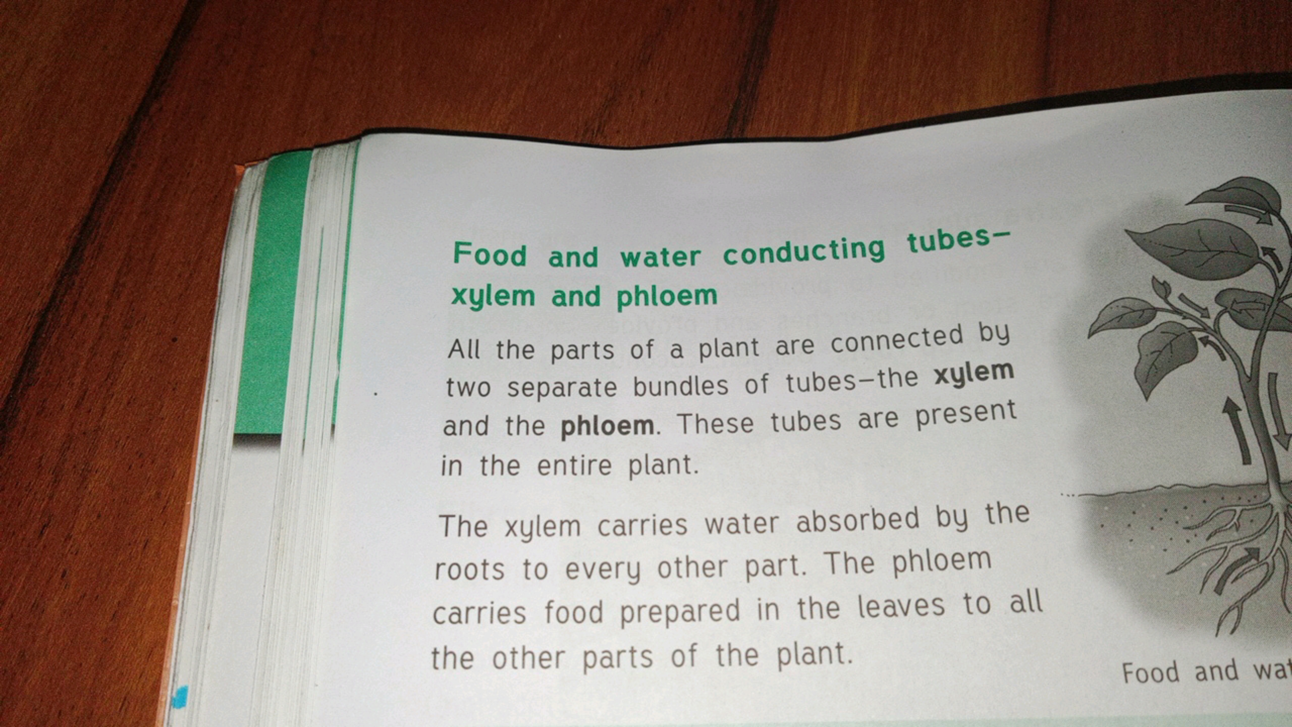 Food and water conducting tubes-
xylem and phloem
All the parts of a p