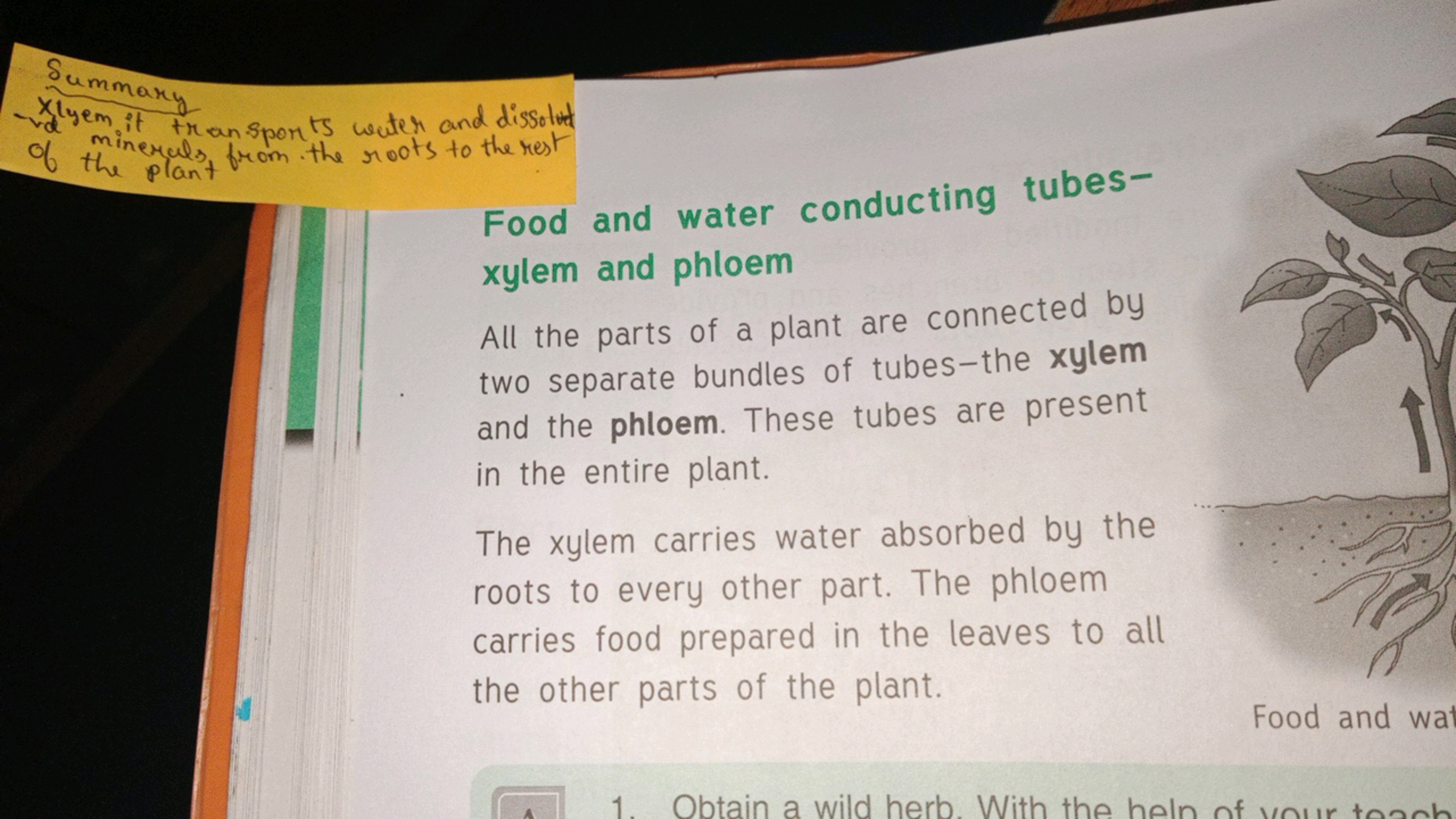 Summary
dem it transports water and dissolver of minerals, from the ro