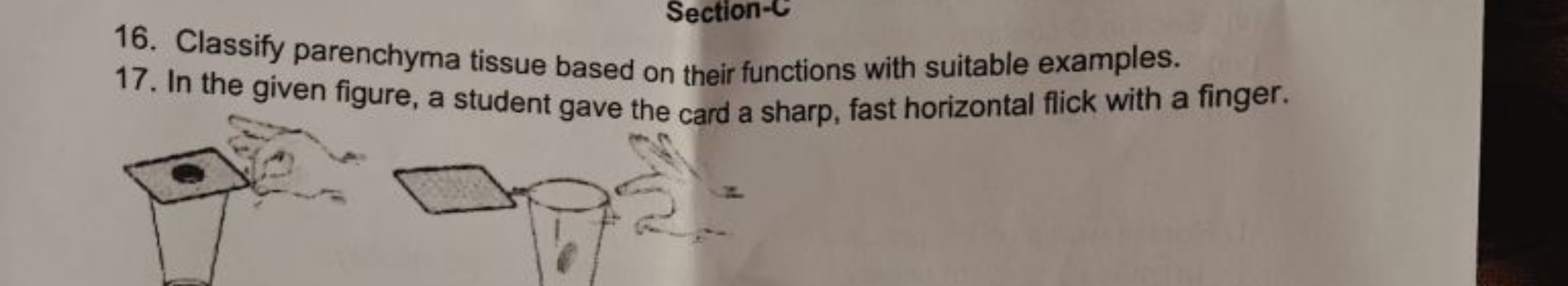 16. Classify parenchyma tissue based on their functions with suitable 