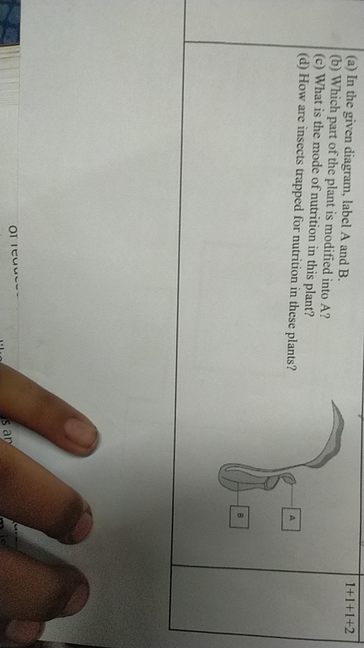 (a) In the given diagram, label A and B.
(b) Which part of the plant i