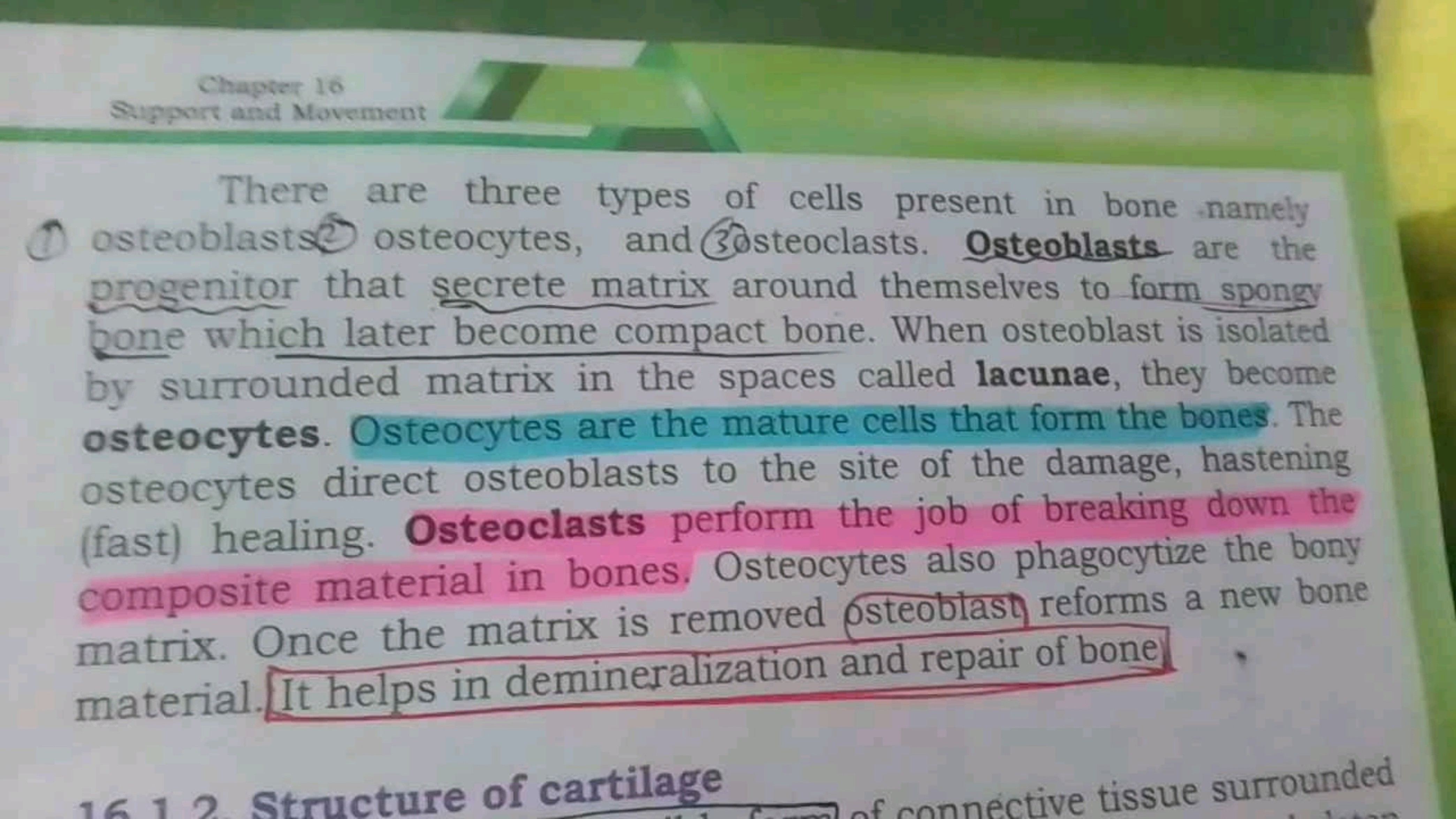 Chapter 16
Sipport and Movernent
There are three types of cells presen